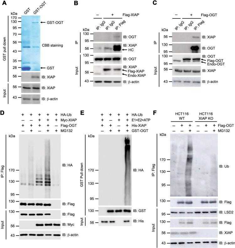 a HCT16 cell lysates were incubated with immobilized recombinant GST-OGT fusion protein (residues 1–1036). GST-OGT was precipitated and the associated XIAP was detected by western blotting with α-XIAP antibodies. GST and GST-OGT were detected by Coomassie brilliant blue staining to verify the amount of protein used in the assay. b HCT116 cells transiently overexpressing Flag-tagged XIAP were immunoprecipitated with α-Flag or IgG control antibodies. Co-immunoprecipitated endogenous OGT was detected by α-OGT antibodies. The same membrane was re-probed with α-XIAP antibodies. Total lysates were blotted with α-OGT and α-XIAP antibodies. c HCT116 cells were transfected with Flag-tagged OGT and immunoprecipitated with α-Flag or IgG control antibodies. Bound endogenous XIAP was detected by α-XIAP antibodies. The same membrane was re-probed with α-OGT antibodies. Total lysates were blotted with α-OGT and α-XIAP antibodies. d OGT in vivo ubiquitination assay. Expression vectors encoding Flag-OGT and HA-ubiquitin (Ub) were transfected into HCT116 cells transiently overexpressing Myc-XIAP as indicated. The cells were treated with 20 μM of MG132 for 4 hours (h) before they were harvested. After being immunoprecipitated with α-Flag antibodies, the ubiquitination of OGT was analyzed by immunoblotting with α-HA antibodies. The same membrane was re-probed with α-Flag antibodies. Equal amounts of total lysates were subjected to immunoblotting with the indicated antibodies. e OGT in vitro ubiquitination assay. GST-OGT was incubated with His-XIAP, HA-Ub, E1, E2, and ATP as indicated. After GST pull-down under denaturing conditions with a buffer containing 2% SDS, the ubiquitination of OGT was analyzed by immunoblotting with α-HA antibodies. The same membrane was re-probed with α-GST antibodies. Equal amounts of XIAP in the reaction were immunoblotted with α-His antibodies. f HCT116 WT or HCT116 XIAP KO cells were transfected with Flag-OGT and treated with 20 μM of MG132 for 4 h. The ubiquitination of immunoprecipitated OGT was analyzed by immunoblotting with α-Ub antibodies. The same membrane was re-probed with α-Flag antibodies. Equal amounts of total lysates were subjected to immunoblotting as indicated. β-actin was used as a loading control. All data are representative of at least three independent experiments.