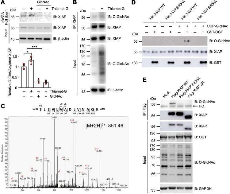 a HCT116 cells were either treated with 1 μM of Thiamet-G for 4 h or not treated with any Thiamet-G. Cell lysates were then subjected to sWGA lectin affinity purification and analyzed with Western blotting for the presence of endogenous XIAP. As a control, 20 mM of the monosaccharide inhibitor GlcNAc was added during sWGA lectin affinity purification. Relative O-GlcNAcylated XIAP levels were plotted ( n = 5 per condition). b HCT116 cells were either treated with 1 μM of Thiamet-G for 4 h or not treated with any Thiamet-G. Immunoprecipitated endogenous XIAP was detected by α-O-GlcNAc antibodies. c Expression vectors encoding Flag-OGT were transiently transfected into HEK293 cells and immunoprecipitated Flag-XIAP was subjected to MS analysis. The CTD MS/MS spectrum of residues 406–419, O-GlcNAcylated XIAP peptides, with the doubly charged precursor ion m/z 851.461426 (M + 2H) 2+ is shown. The b- and y-type product ions were assigned. d Identification of the O-GlcNAc modification sites of XIAP by in vitro glycosylation assay. Purified WT or mutant His-tagged XIAP were used as substrates. O-GlcNAc-modified XIAP was analyzed by α-O-GlcNAc antibodies. The same membrane was re-probed with α-XIAP antibodies. Immunoblotting with α-GST antibodies was conducted to ensure that there was an equal amount of OGT. e Flag-XIAP WT, XIAP S406A, or XIAP ΔRING mutants were transiently overexpressed in HCT116 XIAP KO cells. XIAP WT and XIAP mutants were immunoprecipitated with α-Flag antibodies and blotted with α-O-GlcNAc and α-XIAP antibodies. Equal amounts of total lysates were subjected to immunoblotting with antibodies as indicated. β-actin or GAPDH was used as a loading control. Data are presented as means ± SD of at least three independent experiments. Statistical significance was determined using one-way analysis of variance. * P < 0.05, *** P < 0.001.