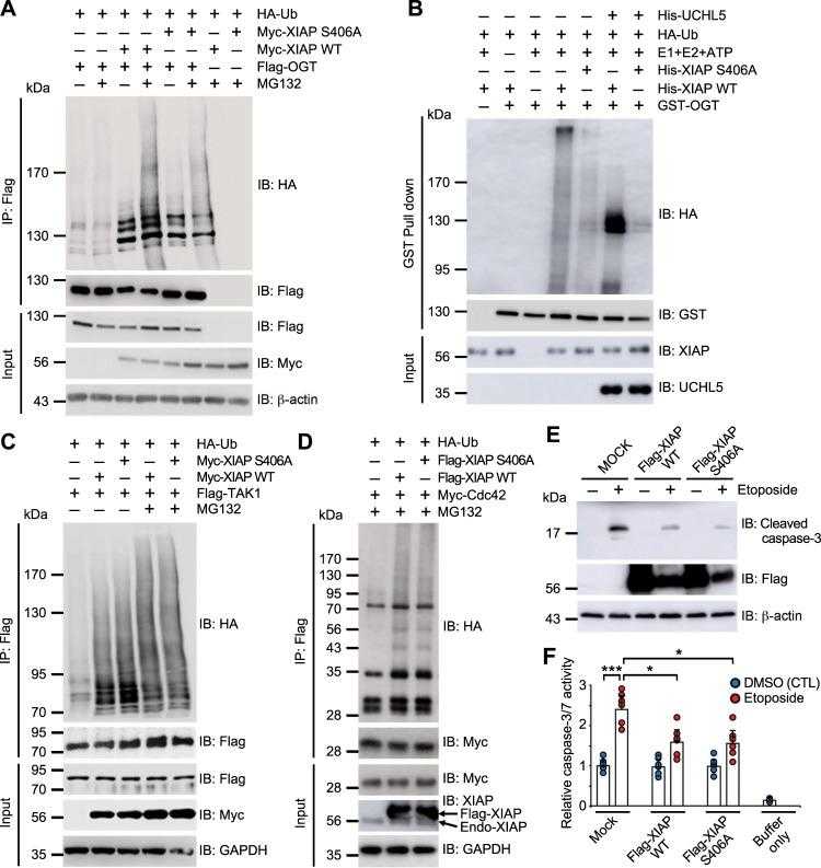 a Expression vectors encoding Flag-OGT and HA-Ub were transfected into HCT116 cells transiently overexpressing Myc-XIAP WT and Myc-XIAP S406A as indicated. Cells were treated with 10 μM of MG132 for 4 h before being harvested. After immunoprecipitation with α-Flag antibodies, the ubiquitination of OGT was analyzed by immunoblotting with α-HA antibodies. The same membrane was re-probed with α-Flag antibody. Equal amounts of total lysates were subjected to immunoblotting with the indicated antibodies. b GST-OGT was incubated with HA-Ub, E1, E2, ATP, His-UCHL5, and either His-XIAP WT or His-XIAP S406A in the presence of UDP-GlcNAc as indicated. After GST pull-down was conducted under denaturing conditions with a buffer containing 2% SDS, the ubiquitination of OGT was detected by immunoblotting with α-HA antibodies. The same membrane was re-probed with α-GST antibodies. The amounts of XIAP and UCHL5 in the reaction were detected with α-XIAP antibody and α-His antibodies, respectively. c Expression vectors encoding Flag-TAK1 and HA-Ub were transiently transfected into HCT116 cells overexpressing Myc-XIAP as indicated. Cells were treated with 10 μM of MG132 for 4 h before being harvested. After immunoprecipitation with α-Flag antibodies, the ubiquitination of TAK1 was analyzed by immunoblotting with α-HA antibodies. The same membrane was re-probed with α-Flag antibodies. Equal amounts of total lysates were subjected to immunoblotting with the indicated antibodies. d Expression vectors encoding Myc-Cdc42 and HA-Ub were transiently transfected into HCT116 cells overexpressing Flag-XIAP as indicated. Before harvest, cells were treated with 20 μM of MG132 for 4 h. After immunoprecipitation with α-Myc antibodies, the ubiquitination of OGT was analyzed by immunoblotting with α-HA antibodies. The same membrane was re-probed with α-Myc antibodies. Equal amounts of total lysates were subjected to immunoblotting with the indicated antibodies. e Expression vectors encoding Flag-XIAP WT and XIAP S406A were transfected into HCT116 cells. Cells were treated with 20 μM of etoposide for 24 h and lysed with NET buffer before being harvested. Activated caspase 3 was monitored with α-cleaved caspase 3 antibodies. Equal amounts of total lysates were subjected to immunoblotting with the indicated antibodies. f HCT116 cells were transfected with Myc-XIAP WT or Myc-XIAP S406A. Cells were treated with 20 μM of etoposide for 24 h and lysed with NET buffer before being harvested. Aliquots containing 50 μg of lysate were added to 100 μM of Ac-DEVD-AFC for measuring caspase-3/7 activity ( n = 6 per condition). Initial rates were analyzed at Ex/Em = 380 / 500 nm. β-actin or GAPDH was used as a loading control. Data are presented as means ± SD of at least three independent experiments. Statistical significance was determined using one-way analysis of variance. * P < 0.05, *** P < 0.001.
