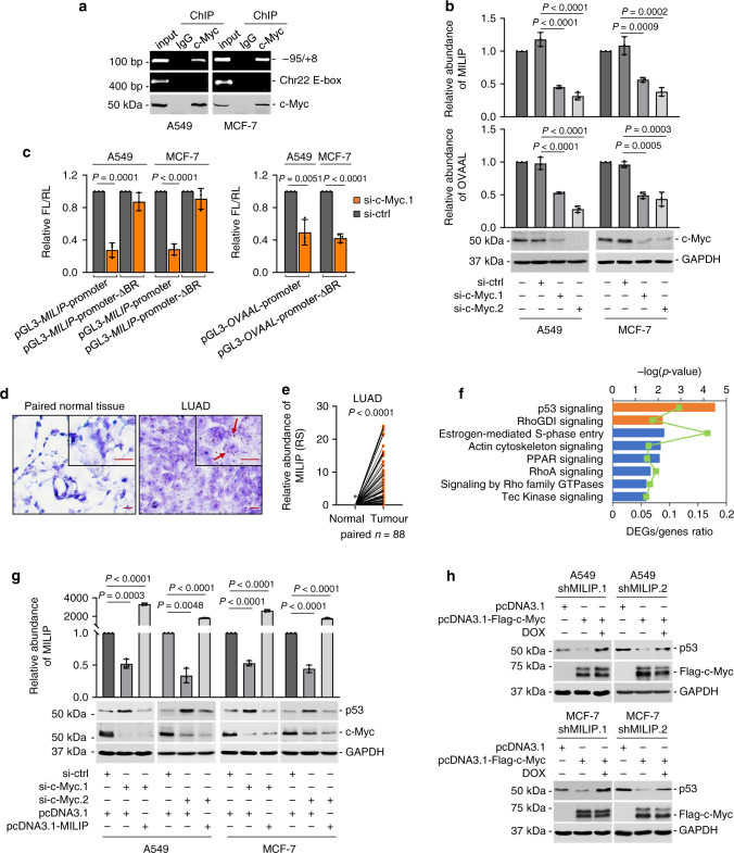 a c-Myc bound to MILIP promoter in A549 and MCF-7 cells. An E-box motif, not associated with MYC target genes on Chr22, was used as a negative control. Data shown represent three independent experiments. ChIP, chromatin immunoprecipitation. b c-Myc silencing downregulated MILIP expression in A549 and MCF-7 cells. c-Myc responsive lncRNA OVAAL was used as a positive control. Data are mean ± s.d.; n = 3 independent experiments, one-way ANOVA followed by Tukey’s multiple comparisons test. c c-Myc silencing reduced the activity of reporters with intact c-Myc binding region (BR) of MILIP promoter but not that with the c-Myc-BR deleted (ΔBR) in A549 and MCF-7 cells. Data are mean ± s.d.; n = 3 independent experiments, two-tailed Student’s t test. d Representative microscopic photographs of in situ hybridization (ISH) analysis of MILIP expression in formalin-fixed paraffin-embedded (FFPE) lung adenocarcinoma (LUAD; n = 88 biologically independent samples) compared with paired adjacent normal tissues. Scale bar, 5 μm. e Quantitation of MILIP expression as detected in ( d ) in FFPE LUAD in comparison with paired adjacent normal tissues. RS, reactive score. Two-tailed Student’s t test. f Ingenuity Pathway Analysis (IPA) of RNA-seq data showing that p53 signaling was the most enriched pathway in A549 cells transfected with a MILIP siRNA (si-MILIP.2) relative to those introduced with the control siRNA. Orange bars represent pathways that were activated, and blue bars, inactivated. DEGs differentially expressed genes. g c-Myc knockdown upregulated p53 expression, which was diminished by MILIP overexpression in A549 and MCF-7 cells. Data are representatives or mean ± s.d.; n = 3 independent experiments, One-way ANOVA followed by Tukey’s multiple comparisons test. h c-Myc overexpression downregulated p53 expression, which was abolished by knockdown of MILIP in A549 and MCF-7 cells. Data shown represent three independent experiments. DOX, doxycycline, 200 ng/mL. Source data of Fig. 1a–c, e–h are provided as a Source Data file.