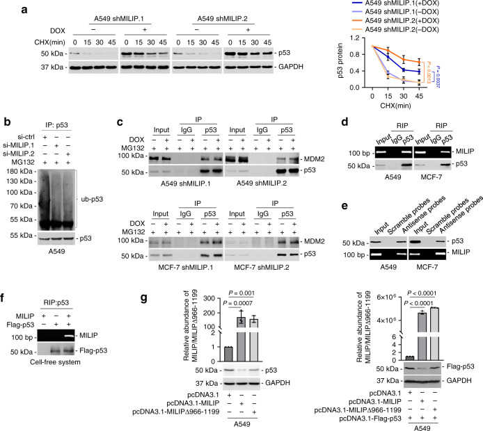 a Induced knockdown of MILIP prolonged the half-life time of p53 protein in cycloheximide (CHX)-chase assays. Data are representatives or mean ± s.d.; n = 3 independent experiments, two-tailed Student’s t test. CHX: 40 μg/mL, DOX: 200 ng/mL. b MILIP silencing reduced p53 polyubiquitination. Data shown represent three independent experiments. c Induced knockdown of MILIP did not reduce the binding between p53 and MDM2. Data shown represent three independent experiments. d MILIP was coprecipitated with p53 using RNA immunoprecipitation (RIP) assays. Data shown represent three independent experiments. e p53 was co-pulled down with MILIP by antisense probes against MILIP using RNA pulldown assays. Data shown represent three independent experiments. f In vitro transcribed MILIP was coprecipitated with purified Flag-tagged p53 in a cell-free system using RNA immunoprecipitation (RIP) assays. Data shown represent three independent experiments. g Overexpression of MILIP but not a MILIP mutant with the ?966/?1199 segment deleted (MILIP Δ?966/?1199) downregulated both endogenous (left) and overexpressed exogenous (right) p53 protein levels. Data are mean ± s.d.; n = 3 independent experiments, one-way ANOVA followed by Tukey’s multiple comparisons test. Source data of Fig. are provided as a Source Data file.