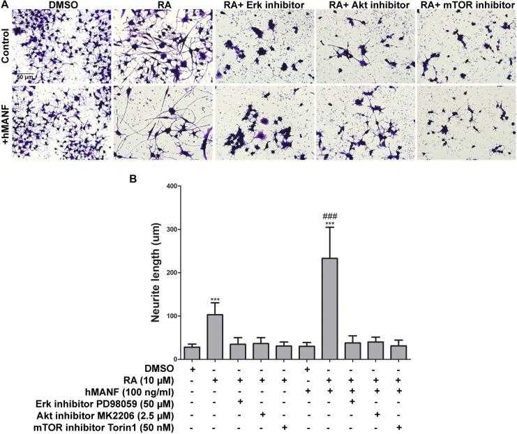 Pharmacological inhibition of Akt, Erk, and mTOR blocks MANF-enhanced neurite outgrowth in response to RA. (A) Representative images of N2a cells treated with DMSO or RA or RA+inhibitors for 3 days with or without addition of recombinant hMANF (100 ng/ml). Cells were fixed and stained with crystal violet for visualization. (B) Average neurite length was measured, and analyzed by One-way ANOVA followed with the Tukey’s post hoc test, *** P < 0.0001 compared to DMSO treated cells, ### P < 0.0001 compared to RA treated cells. The data were expressed as the mean ± SEM of three independent experiments.