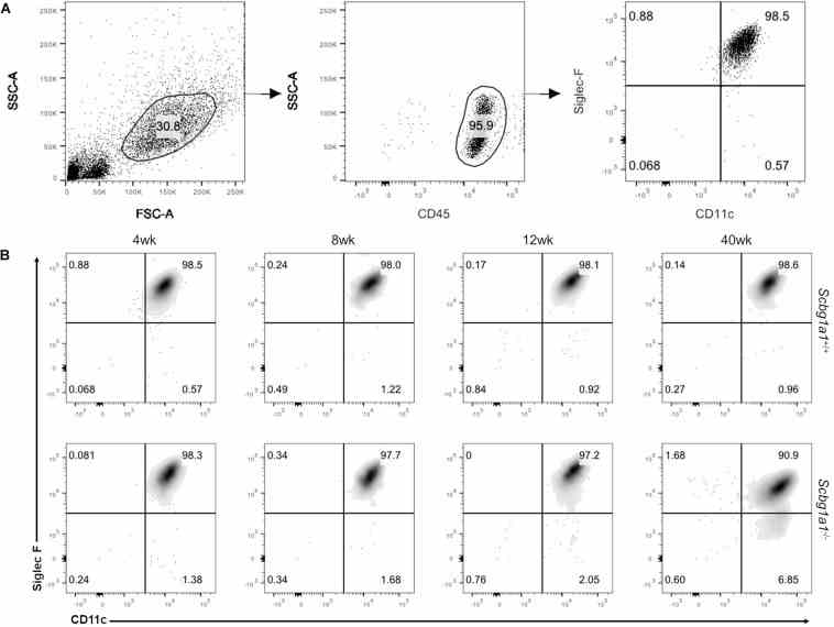 Influence of Secretoglobin family 1A member 1 ( Scgb1a1 ) deficiency on alveolar macrophage (AM) phenotypes. (A) Flow cytometric analysis of mouse AMs (CD45 + , CD11c hi , and Siglec-F hi cells) from bronchoalveolar lavage fluid. (B) AMs from WT ( Scgb1a1 +/+ ) and KO ( Scgb1a1 –/ – ) mice were analyzed for phenotypic differences at 4, 8, 12, and 40 weeks of age.