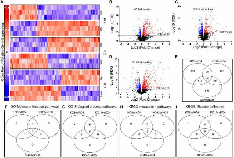 Gene expression in AMs from Scgb1a1 KO mice across age groups. (A) Up-regulated and down-regulated genes in AMs at 4, 8, 12, and 40 weeks; (B–D) Volcano plots of significantly up-regulated (red) and down-regulated (blue) genes (FDR < 0.05); (E) Venn diagrams of the significantly changed genes. Venn diagrams of the significantly changed gene sets in AMs from KO mice at different ages including GO-Molecular function pathways (F) , GO-Biological process pathways (G) , KEGG-metabolism pathways (H) , and KEGG-Disease pathways (I) . FDR < 0.05 was considered significant; FC, fold change.
