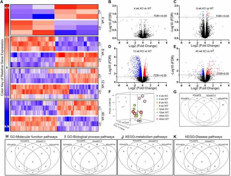 Comparison of the AM gene expression patterns in Scgb1a1 KO and WT mice. (A) Up-regulated and down-regulated genes in AMs at 4, 8, 12, and 40 weeks; (B–E) . Volcano plots of significantly up-regulated (red) and down-regulated (blue) genes (FDR < 0.05); (F) PCA plot of the variant feature of gene expression; (G) Venn diagrams of the significantly changed genes. Venn diagrams of the significantly changed gene sets in AMs from KO vs WT mice at different ages including GO-Molecular function pathways (H) , GO-Biological process pathways (I) , KEGG-metabolism pathways (J) , and KEGG-Disease pathways (K) . FDR < 0.05 was considered significant; FC, fold change.