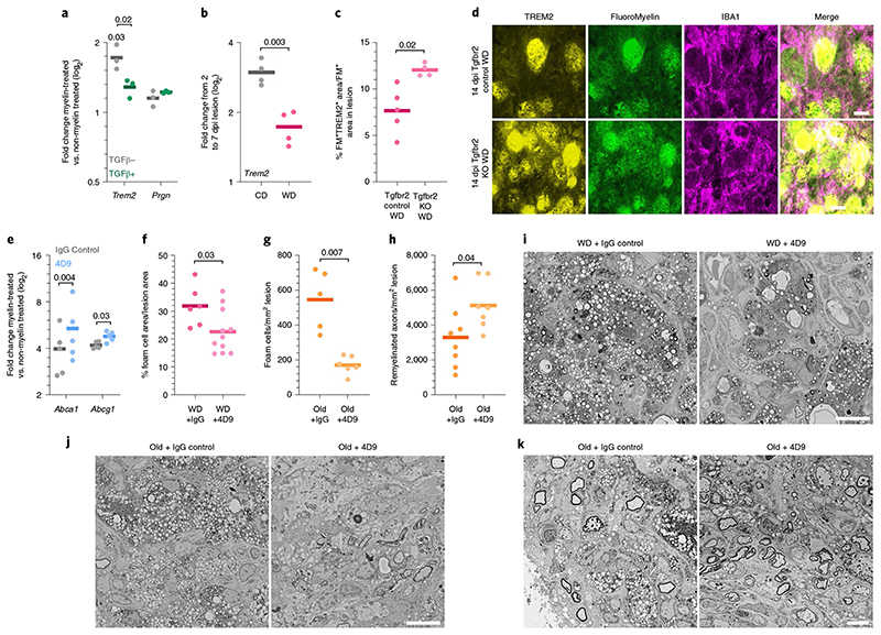 a, Quantification of the induction of the Trem2 and Prgn expression by myelin intake (P for Trem2 induction = 0.03, one sample f-test) and the influence of TGFβ on :his induction (P for Trem2 = 0.02, two-tailed Welch’s f-test). No significant differences were observed for Prgn. b, Quantification of the induction of Trem2 expression in demyelinated lesions from 2 to 7 dpi (two-tailed Welch’s f-test). c, Quantification of TREM2 levels in FluoroMyelin+ (FM+) cells n the demyelinated lesions at 14dpi (two-tailed Welch’s f-test). d, Images of the demyelinated lesions at 14dpi demonstrating TREM2 expression in myelin-loaded IBA1+ cells. Scale bar, 20μm. e, Quantification of the expression change in Abca1 and Abcg1 upon myelin intake in BMDMs incubated with 4D9 or its isotype control (paired f-test). f, Quantification of lesion area occupied by foam cells at 14dpi in WD-fed mice treated intraperitoneally with 100 mg/kg (body weight) of 4D9 antibody or its isotype control (two-tailed Welch’s f-test). g, Quantification of the number of foam cells per mm2 of esion at 14 dpi in 12-month-old mice treated intraperitoneally with 100 mg/kg (body weight) 4D9 antibody or its isotype control (two-tailed Welch’s :-test). h, Quantification of the number of remyelinated axons per mm2 of lesion at 21dpi in 12-month-old mice treated intraperitoneally with 100 mg/kg fbody weight) of 4D9 antibody or its isotype control (two-tailed Welch’s f-test). i, Electron microscopy images of the demyelinated lesions in the spinal :ord at 14 dpi exemplifying foam-cell accumulation within the lesion. Scale bar, 10 μm. j, Electron microscopy images of the demyelinated lesions in the spinal cord at 14dpi exemplifying accumulation of foam cells within the lesion. Scale bar, 10μm. k, Electron microscopy images of the demyelinated lesions n the spinal cord at 21 dpi exemplifying remyelinated axons. Scale bar, 10μm. Pvalues below 0.1 and n numbers are indicated in the figure. Solid lines in he graphs indicate the mean.