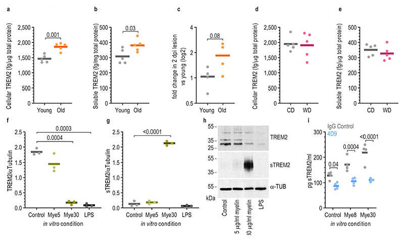 a,d, Quantification using ELISA of cellular TREM2 in the unlesioned brain of old (12-months old) and young (3-months old) mice (a) and of CD- and WD-fed mice (d) (two-tailed Welch’s t-test). b,e, Quantification using ELISA of soluble TREM2 in the unlesioned brain old and young mice (b) and of CD- and WD-fed mice (e) (two-tailed Welch’s t-test). c, Change in expression of Trem2 in the demyelinated lesions of old mice at 2 dpi when compared to young mice (two-tailed Welch’s t-test). f,g, Quantification of the band density in Western blots of TREM2-labelled (f) and sTREM2-labelled (g) bands normalized by the density of the bands labelled by α-TUBULIN (α-TUB). Microglia were treated with myelin for 24 hours (one-way Brown-Forsythe and Welch ANOVA tests with multiple comparisons corrected by Dunnett T3 test). h, Example images of the Western blots used for quantification of TREM2 and sTREM2 densities. Molecular weight ladders are indicated on the left side. i, Quantification by ELISA of the amounts of sTREM2 found in the media in different conditions. Microglia were treated with 20μg/mL of 4D9 antibody or IgG isotype control for 16hours, followed by 24hours of myelin treatment (two-tailed Welch’s t-test). P-values and n numbers are indicated in the figure. Solid lines in the graphs indicate the mean. dpi: days post injection, CD: control diet, WD: Western diet, sTREM2: soluble TREM2, Mye5: 5μg/mL myelin treatment, Mye8: 8μg/mL myelin treatment, Mye30: 30μg/mL myelin treatment, 4D9: TREM2 enhancing antibody.