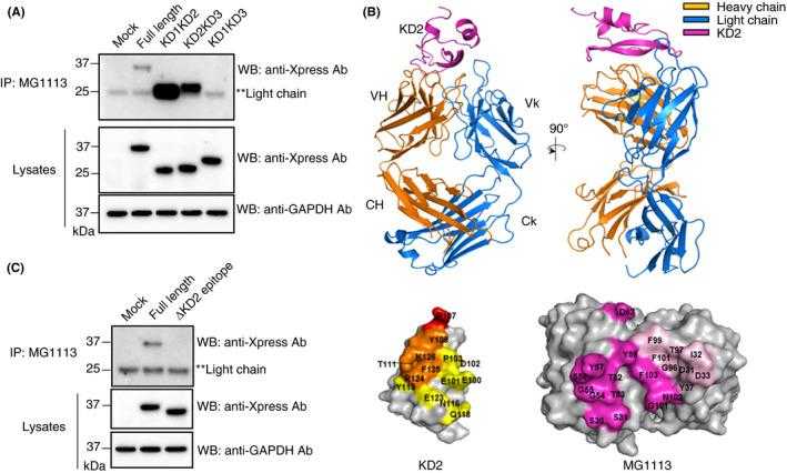 MG1113 binds to KD2 of tissue factor pathway inhibitor (TFPI). (A) TFPI expression vector was transfected into HEK 293 cells. Binding of Kunitz‐2 domain (KD2) of TFPI with MG1113 was then confirmed using immunoprecipitation (IP). A band was observed by western blot (WB) only in cases of TFPI constructs possessing KD2. Mock: human embryonic kidney (HEK) 293 cells were transfected without TFPI expression vector. (B) Two perpendicular views are shown with three polypeptides in different colors. Immunoglobulin (Ig) heavy chain is denoted by VH and CH. Ig kappa light chain is indicated by Vk and Ck. Mapping of epitopes and paratopes, defined as residues within the intersubunit distance of 4.5 ?, on surface representations of KD2 and Fab of MG1113. Left, epitopes on KD2 are shown in three different colors. Orange, yellow, and red indicate putative activated factor X (FXa)‐binding residues, which overlap with Fab of MG1113‐binding residues of KD2. Arg107 (in red) is a key residue in the inhibition of FXa. Right, paratopes on MG1113 are shown in magenta for VH residues and in pink for Vk residues. (C) MG1113 no longer binds to the construct from which the epitope of TFPI is removed. Ab, antibody; GAPDH, glyceraldehyde 3‐phosphate dehydrogenase