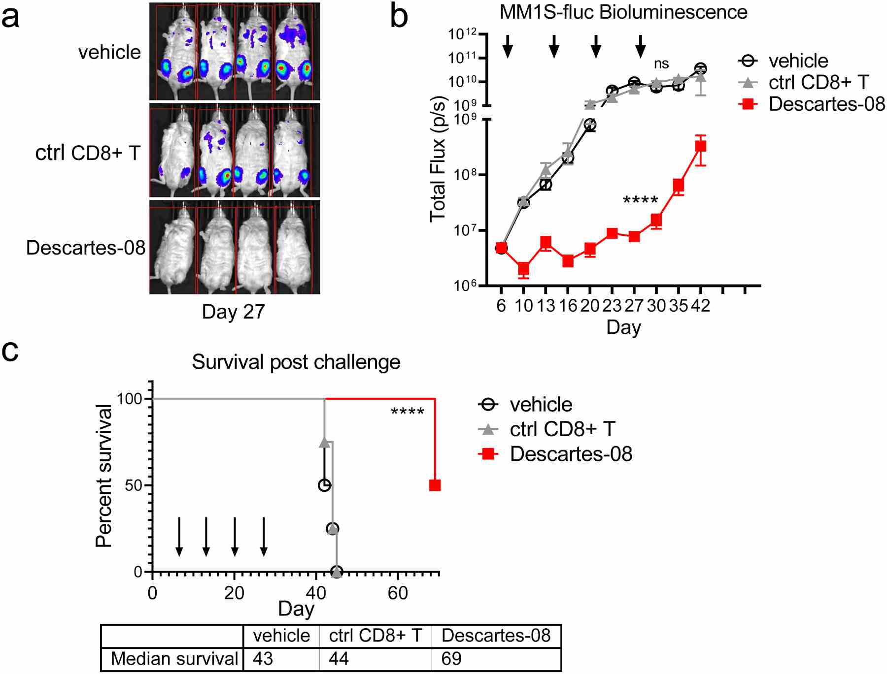 NSG mice receiving MM1S-luc cells (2 × 10 6 cells per mouse i.v.) at day 0 were randomized into treatment groups (n=4 per group) on day 6. On days 7, 14, 21 and 28, T-cells were thawed from cryovials, washed, and resuspended for administration via i.v. injection with vehicle, 20 × 10 6 mock-transfected control TCR knockout (KO) CD8+ (ctrl CD8+) or Descartes-08 cells (showing 67% BCMA CAR expression by FCM analysis). On day 13, 20 and 27, all mice were treated with 60 mg/kg cyclophosphamide. a Bioluminescence (BLI) images (MM1S-fluc growth) of mice in each group on day 27 (after 3 doses of Descartes-08 cells or controls). Tumor growth ( b, means ± SDs) and survival ( c ) of animals are shown through timeframe of study. b - c Each of the 4 dosing days was marked with an arrow. Median survival days are 43 (vehicle), 44 (ctrl CD8+ T cells) and 69 (Descartes-08 CAR T) days. Survival curves of TCR KO Descartes-08 (Descartes-08) was significantly different ( P