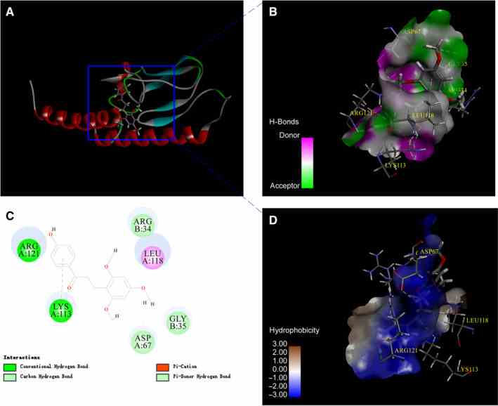 Molecular docking diagram of LB interaction with GLP‐1R.(A) 3D structure of interaction between LB and GLP‐1R.(B) Hydrogen bonding between LB and GLP‐1R.(C) 2D structure of interaction between LB and GLP‐1R.(D) Hydrophobic interaction between LB and GLP‐1R