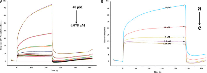 SPR sensorgrams corresponding to different concentrations LB and GLP‐1R. (A) LB was diluted with running buffer to different concentrations and then sampled and captured on the chip channel surface (4 × 10 ‐5 mol/L‐7.8 × 10 ‐8 mol/L). (B) The detection channel LB (a‐e:2 × 10 ‐5 mol/L‐1.25 × 10 ‐6 mol/L) was sampled and captured on the chip channel surface