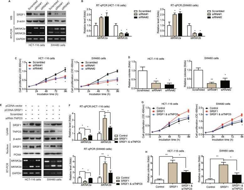 Nucleus transportation of SRSF1 exerts oncogenic effect via upregulating MKNK2b level. a HCT-116 and SW480 cells were transfected with either scrambled siRNA or siRNAs targeting SRSF1. The transfection efficiencies were verified by western blotting. The alterations of MKNK2 alternative splicing were tested by RT-PCR. b Quantitative PCR results further confirmed the role of SRSF1 on regulating MKNK2 alternative splicing. P value was based on unpaired Student’s t-test comparing with scrambled group. c MTT and colony formation ( d ) assays demonstrated that SRSF1-knockdown inhibited CAC cell proliferation. P value was based on unpaired Student’s t-test comparing with scrambled group. e Western blot results showed that silencing TNPO3 downregulated nucleus SRSF1 level, indicating nucleus importing of SRSF1 was at least partially depend on TNPO3. Moreover, RT-PCR data indicated that silencing TNPO3 attenuated the effect of SRSF1 on altering MKNK2 alternative splicing. f Quantitative PCR results further verified the role of TNPO3-siRNA on attenuating SRSF1-induced MKNK2a-MKNK2b switch. P value was based on unpaired Student’s t-test comparing with SRSF1 group. g MTT and colony formation ( h ) assays demonstrated that TNPO3-knockdown attenuated the oncogenic effect of SRSF1 on CAC cell proliferation. P value was based on unpaired Student’s t-test comparing with SRSF1 group