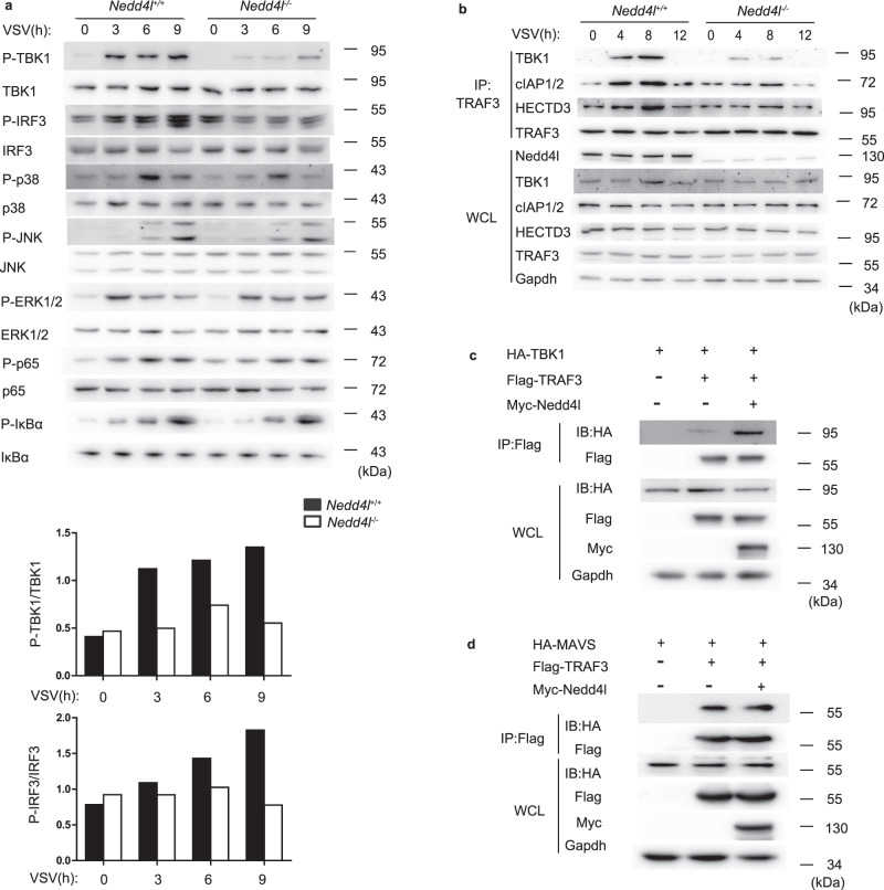 a Peritoneal macrophages from wild-type ( Nedd4l +/+ ) and Nedd4l-deficient ( Nedd4l ?/? ) mice were infected with VSV (MOI = 10) for indicated time. Phosphorylated and total TBK1, IRF3, p38, JNK, ERK1/2, NF-kB p65, and IκBα were detected by western blot. Intensities of p-TBK1, TBK1, p-IRF3, and IRF3 signals in the three independent experiments were quantified by ImageJ and averages of the signals were shown in graphs. b Wild-type ( Nedd4l +/+ ) and Nedd4l-deficient ( Nedd4l ?/? ) peritoneal macrophages were infected with VSV (MOI = 10) for indicated time, followed by immunoprecipitation (IP) with anti-TRAF3 and immunoblot (IB) analysis with antibodies specific for TBK1, cIAP1/2, HECTD3, TRAF3, Nedd4l, and GAPDH (WCL: whole-cell lysates). c IB of Myc-TBK1, Flag-TRAF3, and Myc-Nedd4l co-immunoprecipitated with anti-Flag from lysates of 293T cells transfected with indicated plasmids. d IB of HA-MAVS, Flag-TRAF3, and Myc-Nedd4l co-immunoprecipitated with anti-Flag from lysates of 293T cells transfected with indicated plasmids. Results in ( a – d ) are representative of three independent experiments.