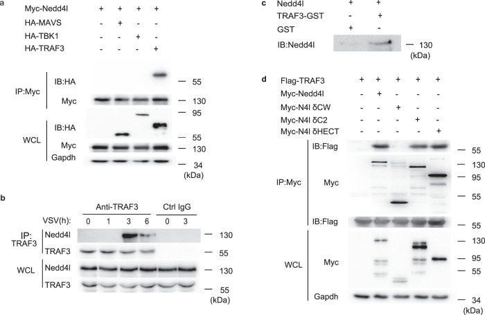 a IB of HA-MAVS, HA-TBK1, HA-TRAF3, and Myc-Nedd4l co-immunoprecipitated with anti-Myc from lysates of 293T cells transfected with indicated plasmids with HA-tag, Myc-tag, or GAPDH antibodies. b IB of TRAF3 and Nedd4l co-immunoprecipitated with anti-TRAF3 from lysates of C57BL/6 mice peritoneal macrophages infected with VSV (MOI = 10) for indicated time. c In vitro GST-pull-down assay of Nedd4l with GST or GST-fused TRAF3. d IB of TRAF3 and Nedd4l co-immunoprecipitated with Myc-tag-specific antibody from lysates of 293T cells co-transfected with plasmids expressing Flag-TRAF3 and Myc-tagged wild-type Nedd4l or mutant Nedd4l with CW (?CW),C2 (?C2), or HECT (?HECT) domain deleted. Results in ( a – d ) are representative of three independent experiments.
