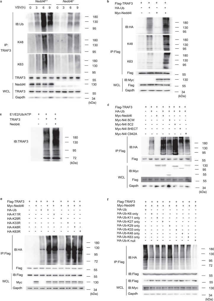 a IB of total ubiquitination, K48- and K63-linked ubiquitination of TRAF3 in VSV-infected wild-type ( Nedd4l +/+ ) and Nedd4l-deficient ( Nedd4l ?/? ) peritoneal macrophages. b Plasmids expressing Flag-TRAF3, HA-Ub, and Myc-Nedd4l were co-transfected in 293T cells. After 24 h, cells were infected with VSV (MOI = 10) for 12 h. IB analysis of total ubiquitination, K48- and K63-linked ubiquitination of Flag-tagged TRAF3 with indicated antibodies. c IB analysis of TRAF3 incubated with Nedd4l recombinant proteins and ubiquitination reaction components in vitro. d IB analysis of total ubiquitination of Flag-tagged TRAF3 in 293T cells co-transfected with plasmids expressing Flag-TRAF3, HA-Ub, and Myc-tagged wild-type Nedd4l or mutant Nedd4l with indicated antibodies. e IB analysis of ubiquitination of Flag-TRAF3 in 293T cells co-transfected with plasmids expressing Flag-TRAF3, Myc-Nedd4l, and HA-tagged wild-type Ub or HA-tagged mutant Ub (K11R, K29R, K33R, K48R, and K63R) with indicated antibodies. f IB analysis of ubiquitination of Flag-TRAF3 in 293T cells co-transfected with plasmids expressing Flag-TRAF3, Myc-Nedd4l, and HA-tagged wild-type Ub or HA-tagged mutant Ub (K6 only, K11 only, K27 only, K29 only, K33 only, K48 only, K63 only, Ub-K null) with indicated antibodies. Results in ( a – f ) are representative of three independent experiments.