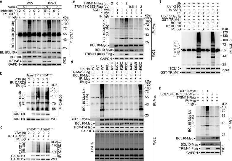 TRIM41 mediates Lys63-linked polyubiquitination of BCL10. a - c Trim41 +/+ or Trim41 –/– BMDM were infected with VSV (MOI = 1) or HSV-1 (MOI = 5) viruses for 2 h. Then whole-cell extracts (WCE) heated in buffer containing 1% SDS were immunoprecipitated (IP) with anti-BCL10 ( a ), anti-CARD9 ( b ), or anti-CARD11 ( c ) antibody plus protein A/G beads. Polyubiquitination of BCL10 ( a ), CARD9 ( b ), and CARD11 ( c ) was examined by Western blotting. d HEK293T cells were transiently transfected with Flag-tagged TRIM41 (or mutant) and Myc-tagged BCL10 vectors as indicated for 48 h. Then polyubiquitination of BCL10 was examined by Western blotting after immunoprecipitations with anti-Myc Sepharose Beads. e HEK293T cells were transiently transfected with Flag-tagged TRIM41, Myc-tagged BCL10, and HA-tagged Ub (mutants) vectors as indicated for 48 h. Then polyubiquitination of BCL10 was examined by Western blotting after immunoprecipitations with anti-Myc Sepharose Beads. f After incubation for 30 min, the in vitro polyubiquitination system was boiled for 5 min, and then polyubiquitinated BCL10 was examined by Western blotting against Ub after immunoprecipitations. g HEK293T cells were transiently transfected with Flag-tagged TRIM41 and Myc-tagged BCL10 (mutant) vectors as indicated for 48 h. Then polyubiquitination of BCL10 was examined by Western blotting after immunoprecipitations with anti-Myc Sepharose Beads. One representative experiment of three is shown