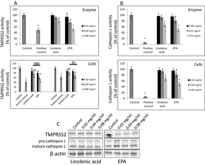 Effect of selected FAs on TMPRSS2 and Cathepsin L proteases. ( A ) Purified TMPRSS2 enzyme at 1 μM was incubated with selected FAs at different concentrations for 1 h at RT followed by addition of fluorogenic substrate at 10 μM concentration for 30 min. Fluorescence signal was measured at Ex/Em = 360/440 nm using spectrofluorimeter (upper panel). A549 cells were treated with indicated FAs at different concentrations for 3 h and 48 h at 37 °C and enzymatic activity was measured by addition of 0.2 mM fluorogenic substrate and incubation for 30 min. at 37 °C. Fluorescence signal was measured at Ex/Em = 360/440 nm using spectrofluorimeter (lower panel). Data are presented as % of control ± SD; # p ≤ 0.05, ? p ≤ 0.01, * p ≤ 0.001. Control—0.025% DMSO, positive control—50–100 μM camostat mesylate. ( B ) Purified cathepsin L enzyme at 0.02 ng/μl was incubated with selected FAs at different concentrations for 1 h at RT followed by addition of fluorogenic substrate at 10 μM concentration for 30 min. Fluorescence signal was measured at Ex/Em = 360/440 nm using spectrofluorimeter (upper panel). A549 cells were treated with indicated lipids at different concentrations for 24 h at 37 °C and enzymatic activity was measured by addition of 0.2 mM fluorogenic substrate and incubation for 30 min. at 37 °C. Fluorescence signal was measured at Ex/Em = 360/535 nm using spectrofluorimeter (lower panel). Data are presented as % of control ± SD; # p ≤ 0.05, * p ≤ 0.001. Control—0.025% DMSO, positive control—0.1 μM E-64. ( C ) Western blot analysis of TMPRSS2 and cathepsin L expression in A549 cells treated with indicated FAs with different concentration for 48 h. Detection was done using rabbit anti-TMPRSS2 monoclonal antibody at 1:1000 and mouse anti-cathepsin L antibody at 1:200. Experiments were done in triplicate and repeated three times. Data are presented as % of lipid-free control ± SD.