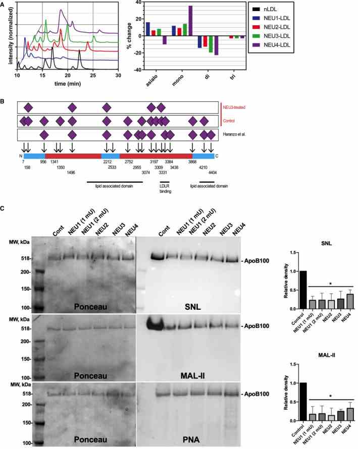 A , Liquid chromatography–mass spectrometry (LC‐MS) profiles of ApoB N‐glycans from neuraminidase‐treated and untreated human LDL. Chromatograms of fluorescently labeled N‐glycans cleaved from ApoB of human LDL from a healthy donor (black) and of LDL treated with recombinant human neuraminidase 1 (NEU1), neuraminidase 2 (NEU2), neuraminidase 3 (NEU3), and neuraminidase 4 (NEU4) enzymes (blue, red, green, and purple, respectively). Samples were resolved on an anion exchange column, where glycans with higher sialic acid content are eluted at later retention times. For all samples, the intensities were normalized to those of the corresponding peaks of asialo glycans (10–11 minutes retention time). Figure shows representative profiles of duplicate experiments. Quantitation of peak areas and glycan assignment is shown in Tables . Bar graph shows relative changes in the asialo‐side, monosialo‐side (mono), disialo‐side (di), and trisialo‐side (tri) N‐glycan profiles for the neuraminidase‐treated compared with untreated LDL on the basis of the analysis of the corresponding MS/MS fragmentation patterns. B , Neu5Ac‐containing glycopeptides identified on ApoB. Purified LDL was treated with recombinant NEU3 enzyme or a buffer control, and the ApoB glycoprotein was resolved by SDS‐PAGE, digested with proteinase K, and analyzed by LC‐MS/MS to identify glycopeptides. A map of the primary protein sequence is shown (bottom) with the α (blue) and β (red) domains highlighted. Arrows indicate predicted sites of N‐linked glycosylation, with the numbers of the glycosylated asparagine residues shown below the protein map. Diamonds indicate detected glycopeptides containing at least one sialic acid. Data from Harazono et al 76 are shown for comparison. Identified glycopeptides are shown in Tables . C , ApoB in neuraminidase‐treated LDL shows reduced staining with Sambucus nigra lectin (SNL) and Maackia amurensis lectin (MAL)‐II lectins and is recognized by peanut ( Arachis hypogaea ) agglutinin (PNA) lectin, consistent with its desialylation. Purified human LDLs (10 μg) were incubated with human recombinant NEU1 (1 and 2 mU), NEU2 (1 mU), NEU3 (1 mU), or NEU4 (1 mU), and glycosylation of ApoB was analyzed by blotting with SNL, MAL‐II, or PNA lectin. Ponceau S–stained membranes were used as controls for protein loading. Cont indicates control; LDLR, LDL receptor; MW, molecular weight; and nLDL, native LDL. * P <0.05 compared with control in ANOVA test (n=3).
