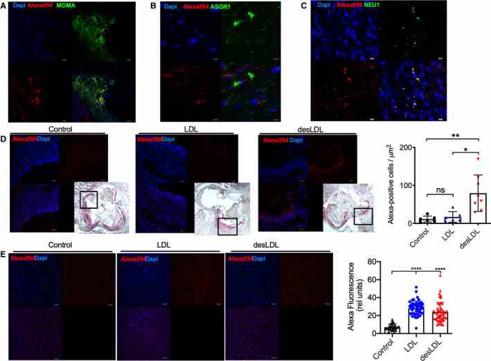 A through D , Accumulation of native LDL and desialylated LDL (desLDL) in the aortic root lesions of 16‐week‐old Apoe ?/? mice was studied 6 hours after systemic injection of 200 μg of labeled LDL or desLDL. Aortic root sections were stained with monoclonal anti–monocyte+macrophage antibody (MOMA‐2) ( A ), polyclonal rabbit antibody against ASGR1 ( B ), or monoclonal rabbit antibody against neuraminidase 1 (NEU1) ( C ). D , Alexa 594 fluorescence in root sections was analyzed by fluorescent confocal microscopy. Panels show typical images of aortic root from untreated mice and those treated with Alexa 594–labeled LDL or desLDL. Bar graphs present average fluorescence intensities of aorta wall quantified with ImageJ software. Plots show mean values±SD obtained with 6 untreated mice and 6 LDL‐treated and 8 desLDL‐treated male and female mice. * P <0.05 and ** P <0.01 compared with untreated and LDL‐treated mice in Kruskal‐Wallis test, followed by the Dunn multiple comparisons test. E , Desialylation does not affect LDL uptake by liver hepatocytes. Accumulation of native LDL and desLDL in the livers of mice was studied 6 hours after systemic injection of 200 μg of labeled LDL. Sectioned livers were analyzed by fluorescent confocal microscopy. Relative fluorescence intensities were measured by ImageJ software. Panels show typical images of mice treated with Alexa 488–labeled LDL or desLDL. Graphs present fluorescence intensities of hepatocytes (individual and mean values±SD, measured in 50 cells from 4 mice per group). **** P <0.0001 compared with untreated mice in Kruskal‐Wallis test, followed by the Dunn multiple comparisons test. ASGR indicates asialoglycoprotein receptor; and Dapi, 4′,6‐diamidino‐2‐phenylindole.