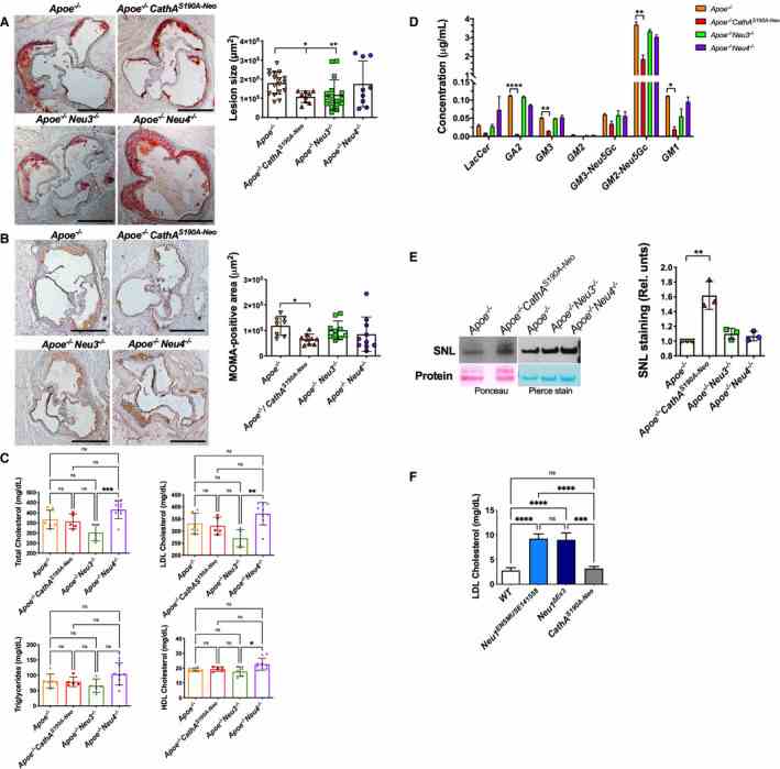 A , Size of fatty streaks is reduced in the aortic root of Apoe ?/? mice deficient in NEU1 and NEU3. Female Apoe ?/? mice (n=17) and Apoe ?/? mice deficient in NEU1 (n=9), NEU3 (n=17), or neuraminidase 4 (NEU4) (n=9) were euthanized at the age of 16 weeks. Atherosclerosis was analyzed by staining fatty streaks in the aortic root sections with Red Oil O. Microphotographs show representative images of aortic root sections. Bar=500 μm. The graph shows atherosclerotic lesion size in the aortic roots (μm 2 ) measured by ImageJ software. * P <0.05 and ** P <0.01 compared with Apoe ?/? mice in Kruskal‐Wallis test, followed by the Dunn multiple comparisons test. B , Macrophage infiltration is reduced in atherosclerotic aortic root lesions of Apoe ?/? mice deficient in NEU1. Macrophage infiltration was studied in 16‐week‐old Apoe ?/? (n=8), Apoe ?/? CathA S190A‐Neo (n=9), Apoe ?/? Neu3 ?/? (n=10), and Apoe ?/? Neu4 ?/? (n=10) mice. Panels show representative photomicrographs of aortic root sections stained with anti–monocyte+macrophage antibody (MOMA‐2) antibodies. Bar=50 μm. The graph shows areas of MOMA‐2–positive area (μm 2 ) measured by ImageJ software. At least 4 sections per mouse were examined. Data represent mean±SD. * P <0.05 in Kruskal‐Wallis test, followed by the Dunn multiple comparisons test. C , Lipid plasma composition of 16‐week‐old female Apoe ?/? , Apoe ?/? Neu4 ?/? , Apoe ?/? Neu3 ?/? , and Apoe ?/? CathA S190A‐Neo mice. Total cholesterol, triglyceride, high‐density lipoprotein (HDL) cholesterol, and low‐density lipoprotein (LDL) cholesterol levels were measured in plasma samples. Data represent mean±SD. * P <0.05, ** P <0.01, and *** P <0.001 in 1‐way ANOVA test, followed by the Tukey multiple comparisons test. D , Ganglioside composition of plasma from 16‐week‐old female Apoe ?/? , Apoe ?/? Neu4 ?/? , Apoe ?/? Neu3 ?/? , and Apoe ?/? CathA S190A‐Neo mice. Values show mean±SD (n=3). The major glycan observed in all samples is GM2 containing a Neu5Gc residue (3–3.5 μg/mL). 50 Other minor gangliosides are GM1, GA2, GM3 containing Neu5Gc, GM3, and LacCer. * P <0.05, ** P <0.01, and **** P <0.0001 compared with Apoe ?/? mice in Kruskal‐Wallis test, followed by the Dunn multiple comparisons test. E , Increased sialylation of LDL apolipoprotein B 100 (ApoB) in the blood of CathA S190A‐Neo mice. Blood was collected by cardiac puncture into EDTA‐coated tubes from Apoe ?/? , Apoe ?/? Neu4 ?/? , Apoe ?/? Neu3 ?/? , and Apoe ?/? CathA S190A‐Neo female 16‐week‐old mice (7–10 animals/group). For each group, LDL (d=1.019 to 1.063 g/mL) was isolated from 4 mL of pooled plasma by sequential density gradient ultracentrifugation. Sialylation of the ApoB was analyzed by lectin blotting using biotinylated Sambucus nigra lectin (SNL). The panel shows images of representative blots and corresponding membranes stained for protein by Ponceau S or Pierce Reversible Protein Stain. The graph shows results of quantification (SNL staining normalized for protein band intensity; mean values±SD) performed for 3 individual blots by ImageJ software. ** P <0.01 compared with wild type (WT) in Kruskal‐Wallis test, followed by the Dunn multiple comparisons test. F , LDL levels are increased in the plasma of Neu1 knockout (KO) mice. LDL cholesterol levels were measured in plasma samples of 8‐week‐old C57Bl6J (WT) and NEU1‐deficient CathA S190A‐Neo mice, as well as Neu1 KO Neu1 ENSMUSE141558 and Neu1 ΔEx3 mice. Data represent mean±SD. **** P <0.001 compared with WT mice in 1‐way ANOVA test, followed by the Tukey multiple comparisons test.