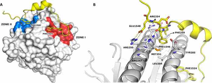(A) RAD51-BRCA2 BRC repeat complex (PDB code 1N0W). RAD51 is represented as a surface, BRC4 as a cartoon. The two hot spots of the interaction between the proteins (Phe1524 and Phe1546) are highlighted in sticks. (B) Zone II magnification showing the interacting residues of BRC4 (yellow) and RAD51 (white).