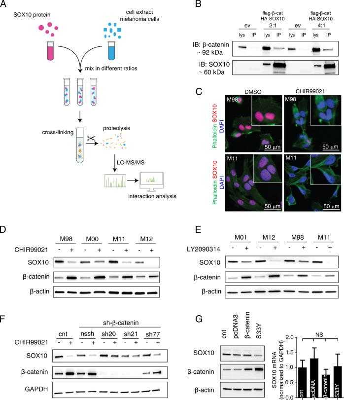 a Schematic representation showing the nLc Orbitrap mass spectrometry (MS) analysis to identify SOX10-interacting proteins. M010817 whole cell extract (WCE) was analyzed performing nLc Orbitrap MS at CovalX. b Interaction of SOX10 and β-catenin was confirmed by co-immunoprecipitation using an anti-HA antibody for the pull down. c Representative immunocytochemical stainings indicating the subcellular localization of SOX10 (in red) and actin cytoskeleton (in green) in the MAPK inhibitor sensitive (M98, upper panel) and in the resistant human melanoma cell line M11 (lower panel) in presence of DMSO (left panel) or CHIR99021 (for 24 h, 6 μM) (right panel). Inserts show higher magnification of SOX10 immunostainings ( n = 3). d A representative western blot of the indicated proteins in presence or absence of the GSK3 α/β inhibitor CHIR99021 (for 24 h at 6 μM) in patient-derived melanoma cell cultures sensitive (M98, M00) against targeted MAPK inhibitors or resistant (M11, M12) ( n = 5). e A representative western blot for the indicated proteins in presence or absence of the GSK3 α/β inhibitor LY2090314 (for 24 h at 100 nM) in patient-derived melanoma cell cultures sensitive (M01 and M98) or resistant against MAPK inhibitors (M12 and M11) ( n = 3). f A representative western blot for the indicated proteins of M11 human melanoma cell culture stably expressing shCTNNB1 constructs cultured in presence or absence of CHIR99021 for 24 h, 6 μM ( n = 3). g On the left, representative western blot of the indicated proteins in the MAPK inhibitor resistant human melanoma cell culture M11 transiently expressing wild type β-catenin or a stabilizing mutated form of β-catenin (S33Y). Empty pCDNA3 was used as control (cnt). β-actin was used as loading control. On the right, SOX10 mRNA expression levels normalized to GAPDH in the MAPK inhibitor resistant human melanoma cell culture M11 transiently expressing wild type β-catenin or a stabilized mutated form of β-catenin (S33Y) ( n = 3). Data represent mean ± s.d. In d and e , β-actin was used as loading control. In f and g , GAPDH was used as loading control. In each panel, n indicates the number of independent experiments performed.