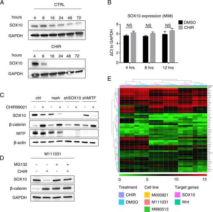 a Representative western blots of the indicated proteins in the MAPK inhibitor resistant human melanoma cell culture M12, at different timepoints of CHIR99021 (6 μM) treatment (timepoints are shown directly in the figure). GAPDH was used as loading control ( n = 3). b RNA levels in MAPK inhibitor sensitive (M98) human melanoma cell culture (ΔCt to GAPDH expression) after 4, 8, and 12 h of CHIR99021 (6 μM) treatment are shown compared with DMSO (ctrl) ( n = 3). c Representative western blot of the indicated proteins in the MAPK inhibitor sensitive human melanoma cell culture (M98). A representative western blot for the indicated proteins of M98 human melanoma cell culture stably expressing shSOX10 or shMITF constructs cultured in presence or absence of CHIR99021 for 24 h, 6 μM. Nssh represents the scrambled shRNA used as control construct ( n = 3). d Representative western blot of the indicated proteins in presence of CHIR99021 (6 μM) and/or MG-132 (20 μM) (in single or double treatments) for 16 h. GAPDH was used as a loading control ( n = 3). e Heatmap demonstrating the gene expression of SOX10 and Wnt target genes of M98 and M00 (MAPK inhibitor sensitive cell cultures) and M11 (resistant to MAPK inhibitor) in either presence or absence of CHIR99021. Data on the heat map represent log2 of sequencing reads assigned to genes. Statistical significance was determined by unpaired, two-tailed Student’s t test in b . * P < 0.05, ** P < 0.01, *** P < 0.001. In each panel, n indicates the number of independent experiments performed.