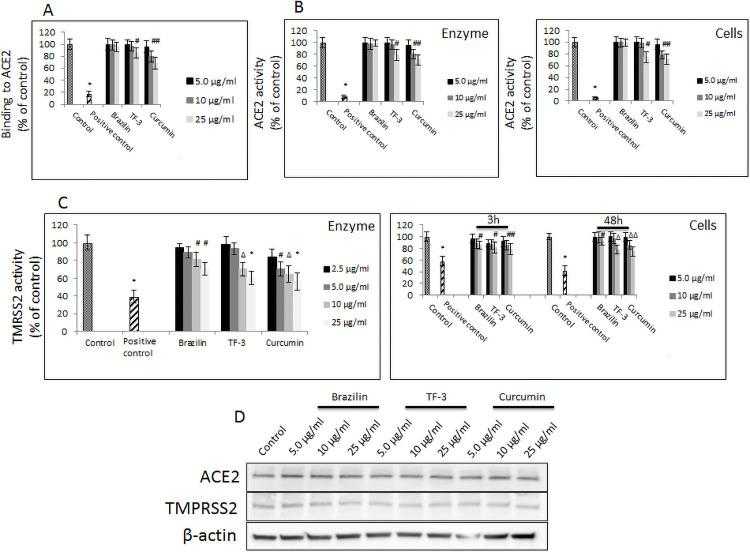 (A) Binding of indicated polyphenols at different concentrations to hACE2 receptor. Data are presented as % of control ± SD; control– 0.025% DMSO, positive control– 50% DMSO. (B) Activity of recombinant hACE2 upon treatment with indicated polyphenols at different concentrations. (left panel). Activity of cellular hACE2 upon treatment with indicated polyphenols at different concentrations. (right panel). Data are presented as % of control ± SD; * p ≤ 0.001. Control– 0.025% DMSO, positive control– 10% DMSO. (C) Activity of recombinant TMPTSS2 upon treatment with indicated polyphenols at different. (left panel). Activity of cellular TMPTSS2 upon treatment with indicated polyphenols at different concentrations (right panel). Data are presented as % of control ± SD; # p ≤ 0.05, Δ p ≤ 0.01, * p ≤ 0.001. Control– 0.025% DMSO, positive control– 50–100 μM camostat mesylate. (D) Western blot analysis of hACE2 and TMPRSS2 expression in A549 cells upon treatment with indicated polyphenols with different concentration for 48h period. Data are presented as % of control ± SD; control– 0.025% DMSO, TF-3 –theaflavin-3,3’-digallate.