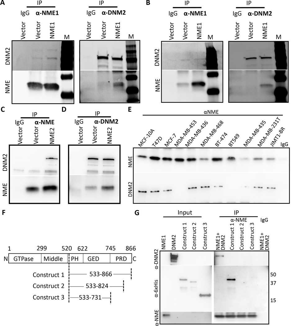 A Two-way co-immunoprecipitation of NME1 and DNM2 was performed on vector and NME1 overexpressing MDA-MB-231T cells using rabbit anti-NME1 and goat anti-DNM2 antibody. B Two-way co-immunoprecipitation in vector and NME1 overexpressing MDA-MB-435 cells was performed with the above antibodies. C& D Two-way co-immunoprecipitation of NME2 and DNM2 was performed on vector and NME2 overexpressing MDA-MB-231T cells using rabbit anti-NME and mouse anti-DNM2 antibodies. E Co-immunoprecipitation of NME1 and DNM2 was performed on a panel of breast cancer cell lines with varying metastatic status (low to high) using anti-NME antibody for immunoprecipitation. F DNM2 construct map showing deletion in PRD domain [Construct 1: Contains full PRD domain, Construct 2: truncated PRD domain (Δ42 amino acid), Construct 3: deleted PRD domain]. All the constructs contain PH and GED domain. G In vitro co-immunoprecipitation of NME1 was performed with DNM2 or with deletion constructs using anti-NME antibody. Data are representative of three independent experiments.