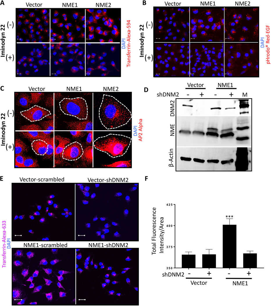 A, B Vector and NME overexpressing (NME1 and NME2) MDA-MB-231T cells were plated in chamber slides and treated with a non-cytotoxic dose (2 μM) of dynamin inhibitor (Iminodyn-22) or vehicle for 24 hrs. Cells were then incubated with Transferrin-Alexa-594 (A) or pHrodo? Red-EGF dye (B) for 15 min., fixed in PFA and nuclei stained with DAPI (blue). C Vector and NME overexpressing MDA-MB-231T cells were plated in chamber slides and cultured with and without 2 μM Iminodyn-22 for 24 hrs. Cells were then fixed in PFA and immunofluorescence was performed with AP2 alpha to detect clathrin coated pits (red). Cells are outlined by dotted lines and nuclei counterstained with DAPI. D-F Effect of DNM2 shRNA. D Western blot of MDA-MB-231T vector and NME1 transfectants, each transfected with a scrambled shRNA (?) or DNM2 shRNA (+). β-actin was used as loading control. E Vector and NME overexpressing MDA-MB-231T cells stably transfected with scrambled or shDNM2 were incubated with Transferrin-Alexa-633 for 15 min. Following acid washes, cells were fixed in PFA and nuclei were visualized by DAPI (blue); staining was visualized using confocal microscopy with representative images shown. F Quantification of Transferrin-Alexa-633 uptake in the transfectants described in (E) using Zeiss software (ZEN). For all images, merged views are shown. Scale bar-10 μm. All experiments shown are representative of 3 replicates and statistical significance was calculated by a 1-way ANOVA (* P < 0.05, ** P < 0.01, *** P < 0.001, **** P < 0.001).