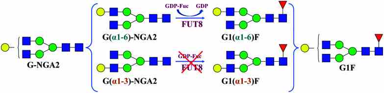 Positional isomers of G-NGA2 and G1F glycans with a scheme for chemoenzymatic synthesis of the G1(α1-6)F isomer using human α1,6-fucosyltransferase FUT8.
