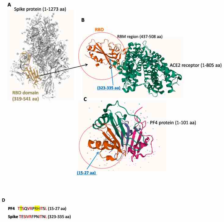 Representative images of 3D structures of SARS-CoV-2 RBD, ACE-2 and PF4 proteins. ( A ) SARS-CoV-2 spike ectodomain structure (open state, 6vyb) . The RBD domain (319–541 aa) is highlighted in gold. ( B ) Crystal structure of SARS-CoV-2 Spike Receptor-Binding Domain bound with ACE2 (6vw1). ( C ) Crystal structure of platelet factor 4 1f9q. The different domains of the protein are indicated by different colors: the chemokine interleukin-8-like domain is shown by pink color, the interleukin 8-like chemokine domain in green; the CXC Chemokine domain in brown and the small cytokine C-X-C is shown in purple color . In the red circles are highlighted the domains of the Spike-RBD protein ( B ) and PF4 protein ( C ) which show a similarity in the structure with the common sequences indicated by blue arrows ( D ). All the structures were obtained by PDB IntrePro. The PF4 aa residues involved in VITT are highlighted in yellow ( D ). The Red color of the D indicates identical residues in the two sequences.