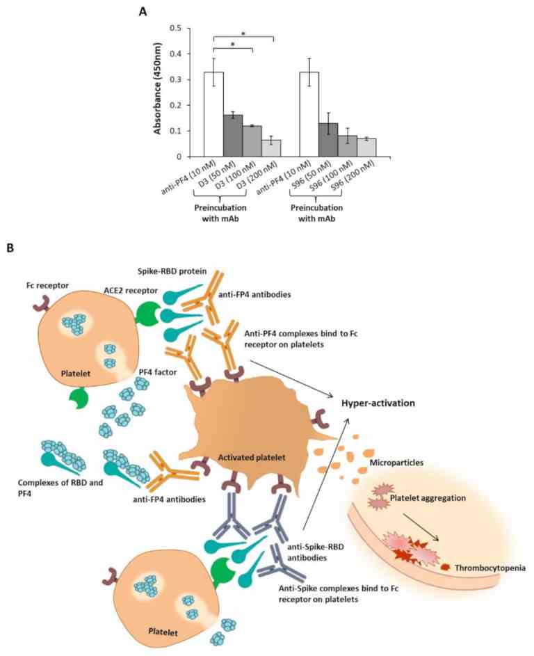 Interference of the novel anti-Spike mAbs in the interaction of the anti-PF4 antibodies with the Spike-RBD protein. ( A ) The binding to RBD was analyzed by testing the anti-PF4 antibody (white bars) in the absence or in the presence of D3 or S96 mAbs (grey bars) used at increasing concentrations. The binding of the anti-PF4 antibody was detected by using the anti-rabbit-HRP secondary antibody. Error bars depict means ± SD * p < 0.05. ( B ) A model explaining the possible roles of RBD and anti-PF4 antibodies in the platelets aggregation. Spike-RBD protein could bind to ACE2 receptor expressed on platelets. The recognition of Spike-RBD protein by either anti-PF4 or anti-Spike antibodies and the parallel engagement of the Fc receptor on activated platelets could induce the release of PF4 and formation of immune complexes with consequent platelets aggregation and thrombotic events.