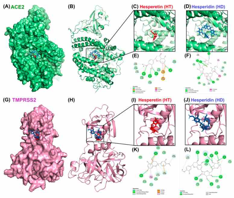 Molecular docking pose visualization for the interaction of ACE2/TMPRSS2 and HT/HD. Compound–protein interaction between HT (PDB code: 5JDC; red structure)/HD (PDB code: 6CCF; blue structure) and ACE2 protein (PDB code: 3D0G) in 3D ( A – D ) and 2D ( E , F ). Compound–protein interaction between HT/HD and TMPRSS2 protein (PDB code: 1Z8A) in 3D ( G – J ) and 2D ( K , L ).