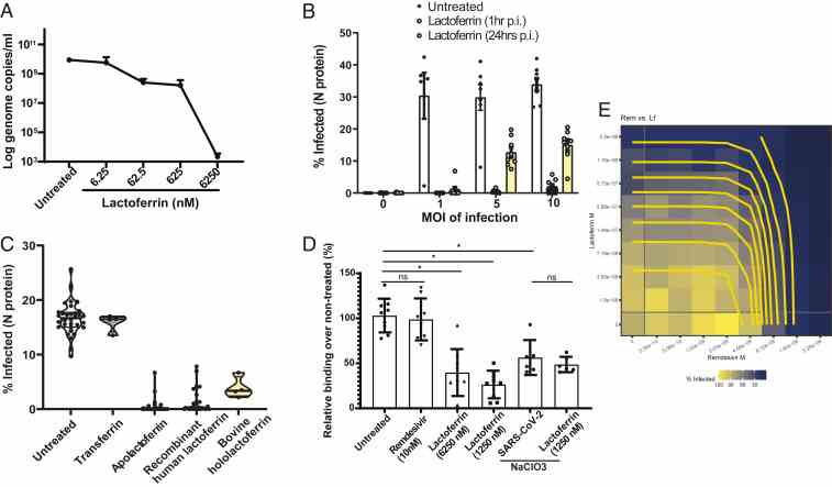 Lactoferrin blocks SARS-CoV-2 at the attachment step. ( A ) Huh7 cells were infected with SARS-CoV-2 at MOI of 0.2 for 48 h and treated with increasing concentration of lactoferrin (6.25–6,250 nM). Cells were harvested and RNA was extracted. Viral genome copies were calculated by RT-qPCR with an absolute quantification method. ( B ) Huh7 were infected with SARS-CoV-2 (MOI of 1, 5, and 10; MOI of 0 indicates noninfected cells) and treated with 6,250 nM lactoferrin at 1 and 24 h p.i. Bars indicate the percentage of infected cells in different conditions. Data are an average of eight replicates. Statistical significance determined using multiple Student’s t test with the Bonferroni–Dunn method, with α = 0.05. Except for MOI of 0, all conditions (untreated vs. lactoferrin, 1 h or untreated vs. lactoferrin, 24 h) differ by P < 0.0001. ( C ) Percentage of SARS-CoV-2–infected Huh7 cells upon treatment with bovine apolactoferrin and hololactoferrin, native human lactoferrin, and transferrin at a concentration of 6,250 nM. ( D ) Binding assay. Huh7 cells were preincubated on ice with compounds: lactoferrin (1,250 and 6,250 nM) and remdesivir (10 nM) as negative controls for 1 h and then infected with SARS-CoV-2 (MOI = 10) for 1 h on ice. Cells were then washed thoroughly with PBS to remove unbound virus and viral RNA was quantified by RT-qPCR. Huh7 were cultured in NaClO 3 for 7 d, which strips heparan sulfate proteoglycans from the cell surface, and were subsequently used as a control for lactoferrin mode of action. ( E ) Synergy analysis of lactoferrin in combination with remdesivir. Cells were pretreated with combinations or single agents and infected with SARS-CoV-2 (MOI of 10) for 48 h. Data are shown after normalization to viral control (100%) and represent an average of n = 3 biological replicates with n = 2/3 technical replicates each. Unpaired t tests with Welch’s correction were performed in GraphPad Prism to determine significance. * P < 0.0001.