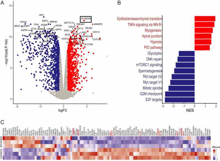 Lactoferrin indirect antiviral action is mediated by the up-regulation of cellular innate immune response. iAEC2 cells were treated with lactoferrin (6,250 nM) for 48 h, and then RNA was extracted and sequenced. ( A ) Volcano plot of genes down-regulated (blue) and up-regulated (red) upon treatment with lactoferrin. ( B ) Analysis of the top up-regulated and down-regulated pathways. ( C ) Heatmap of selected genes. In red are highlighted genes associated with inflammation and antiviral response.