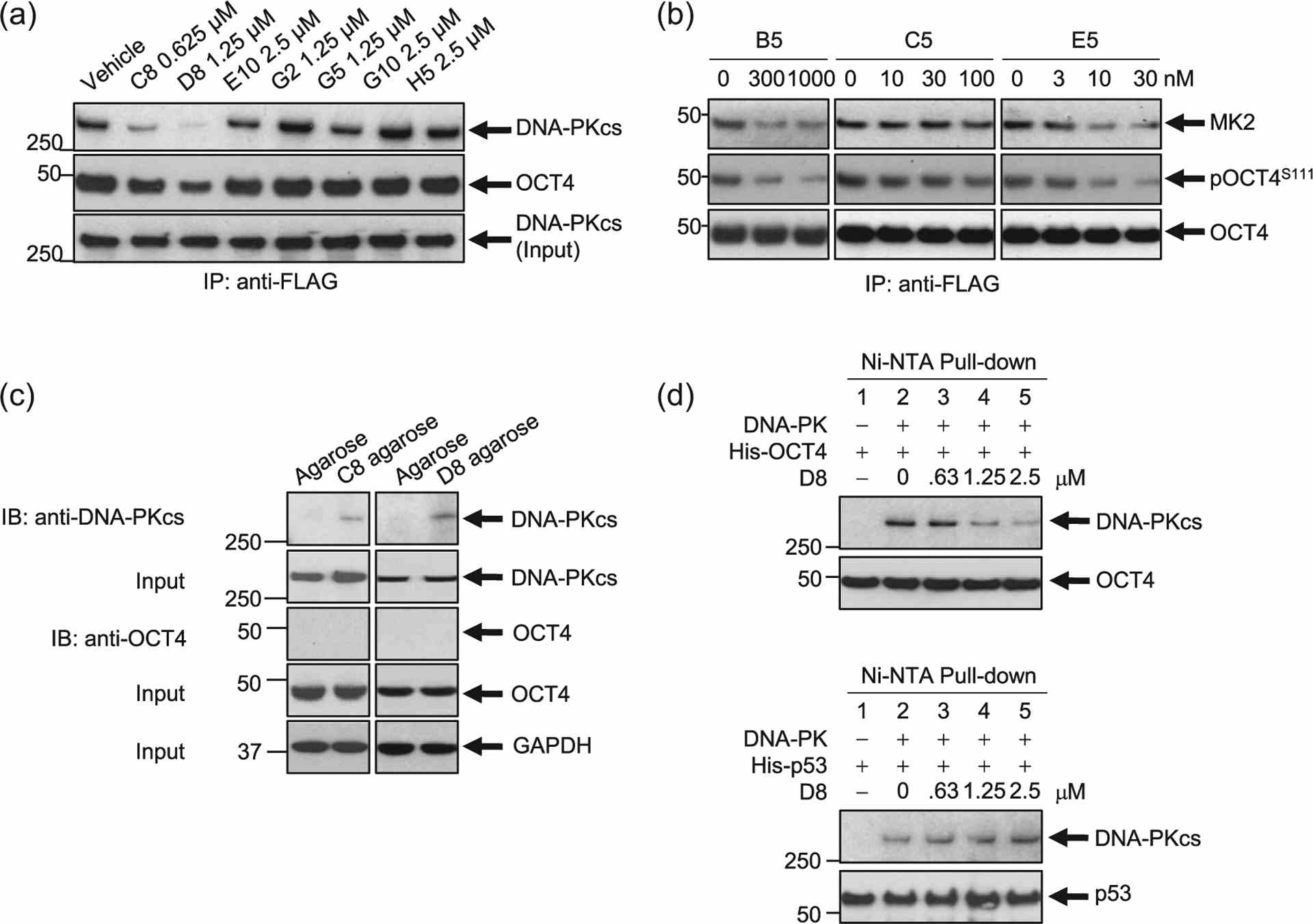 Hit Validation #2. Inhibition of the DNA-PKcs/OCT4 or MK2–OCT4 interaction following inhibitor treatment. (a) A stable clone of NCI-H82 cells expressing a DOX-inducible OCT4-mycDDK construct was treated with doxycycline for 18 h to induce OCT4-mycDDK expression. Cells were then treated with the inhibitors at the concentrations indicated for 6 h. Protein lysates were pulled down using EZView? Red Anti-FLAG? Affinity Gel. Immunoblotting was done to determine the effects of inhibitor treatment on the DNA-PKcs/OCT4 interaction. Two compounds, C8 and D8, decreased the expression of both DNA-PKcs and OCT4. Total DNA-PKcs expression input is assessed. (b) Hit validation by pull-down studies in the DOX-inducible OCT4-overexpressing SCLC cell line demonstrates that treatment with B5, C5, and E5 disrupt the protein–protein interaction between OCT4 and MK2 in a dose-dependent manner. (c) Stable clones of NCI-H82 cells expressing a DOX-inducible OCT4-mycDDK construct were treated with doxycycline for 18 h to induce OCT4-mycDDK expression. Protein lysates were pulled-down using C8- or D8-conjugated agarose. C8 and D8 bound to DNA-PKcs, not OCT4. (d) In vitro Ni-NTA pull-down assays. DNA-PKcs was incubated with D8 for 30 min before the addition of bacterially derived OCT4 and p53 (His-tagged). His-tagged substrates were pulled down using Ni-NTA purification. D8 treatment impaired the interaction between DNA-PKcs and OCT4 in a dose-dependent manner (left) but did not affect the interaction between DNA-PKcs and p53 (right)