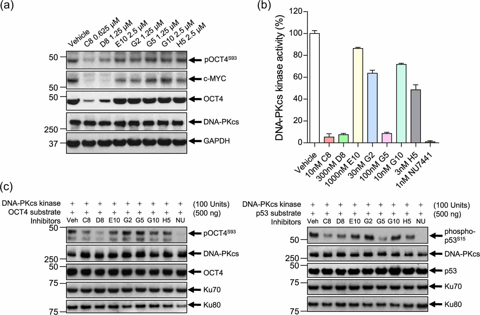 Hit validation, in vitro assays, and kinase activity assays for DNA-PKcs hits. (a) Hit validation demonstrating that two compounds: C8 and D8, inhibit OCT4, pOCT4S93, and c-MYC expression, but not DNA-PKcs, in a DOX-inducible OCT4-overexpressing SCLC cell line (NCI-H82 pCW57.1-OCT4-mycDDK). (b) ADP-Glo? assay demonstrating that C8, D8, and G5 drastically impair DNA-PKcs kinase activity. NU7441 (brown), a known DNA-PKcs inhibitor, was used as a positive control. (c) In vitro kinase activity assays. DNA-PKcs was incubated with inhibitors for 30 min before the addition of bacterially derived OCT4 (His-tag) and p53 protein. After a second 30-min incubation, IB demonstrates that C8 and D8 decrease OCT4S93 phosphorylation. C8, D8, and G5 decrease p53S15 phosphorylation. NU (NU7441) was used as a positive control. Compounds (concentration in μM): C8 (0.625), D8 (1.25), E10 (2.5), G2 (1.25), G5 (1.25), G10 (2.5), and NU (2.5)