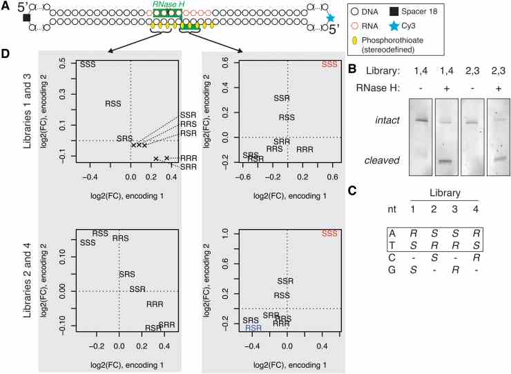 Massive parallel screen for preferred chiral motifs. (A) Structure of a circular substrate used in the experiment, with drawing of one of the possible RNase H interaction modes. (B) Denaturing gel electrophoresis showing hydrolysis of libraries upon treatment with RNase H. (C) Encoding of chiral status by nucleotide identity in different libraries. For the analysis, only the trinucleotides composed exclusively of A or T nucleotides in the randomized region were considered. (D) Changes in abundance of chiral motifs at different positions of the randomized gap of the circular substrate upon treatment with RNase H. Encoding 1: adenosine encodes Rp-PS, thymidine encodes Sp-PS; Encoding 2: opposite to encoding 1. Chiral motifs highlighted in red have the same effect direction and false discovery rate (FDR) below 0.01 in both of the compared libraries; highlighted in blue : as with red , but FDR <0.05. PS, phosphorothioate.