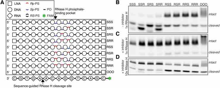 Characterization of RNase H interaction with stereodefined PS backbone. (A) Structure of nucleic acid molecules used in the experiment. Base sequence of oligonucleotides in a box is a reverse complement of a sequence of RNA-containing molecule below the box. (B–D) Denaturing gel electrophoresis of RNA hydrolysis reactions.