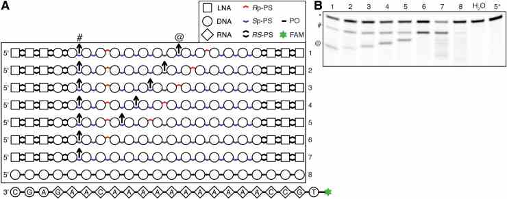 Control of RNase H cleavage site with PS stereoconfiguration. (A) Structure of nucleic acid molecules used in the experiment. Arrows indicate major RNase H cleavage sites on complementary RNA molecule. (B) Denaturing gel electrophoresis of RNA hydrolysis reactions; “*”: full-length product, “#”: internal positive control cleavage site, “@”: cleavage induced by Rp-PS group within a stretch of 11 thymidines. Numbers above lanes indicate used oligonucleotide. Sample “5*” is a “no enzyme” control.