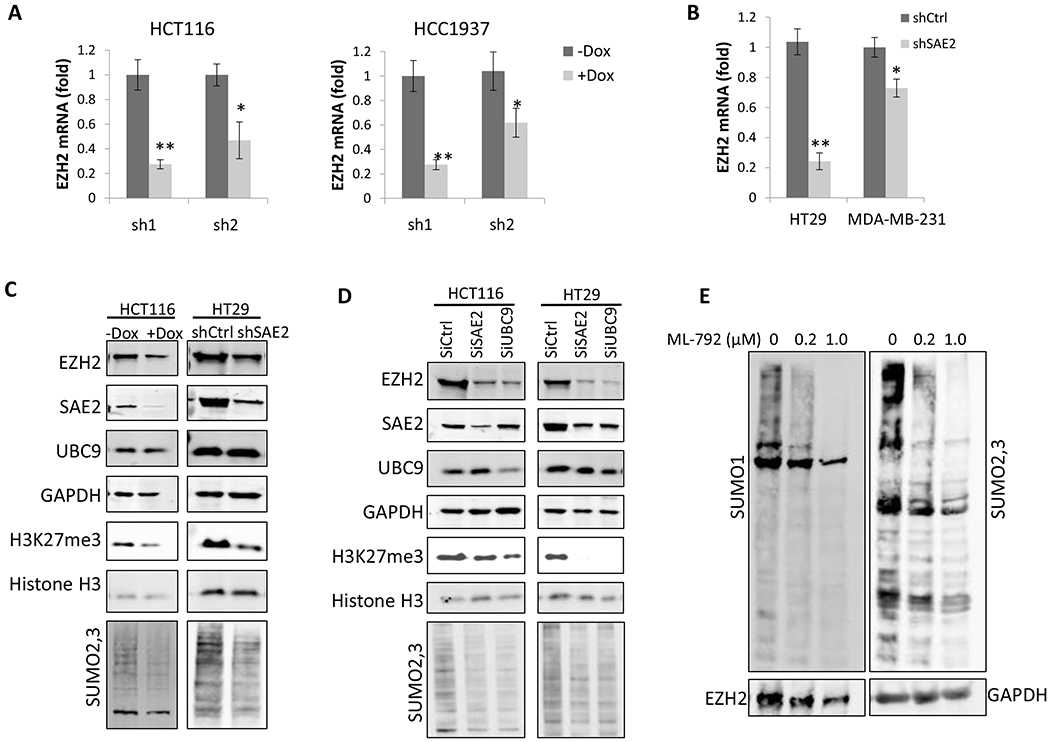 (A) EZH2 mRNA levels were determined using real-time qPCR in HCT116 cells (left panel) and HCC1937 cells (right panel). Doxycycline (Dox, 5μg/ml) was added to induce SAE2 knockdown (+Dox) in HCT116 cells and HCC1937 cells for 3 days. Knockdown for 3 days was necessary to decrease enzyme level due to the slow turnover rate of the SUMO E1. (B) EZH2 mRNA levels decreased in HT29 and MB-MDA-231 cell lines by stable expression of shSAE2 in comparison to the matched control cell line (shCtrl). (C) Western blot shows SAE2, EZH2, UBC9, EZH2, H3K27me3 (tri-methylation at residue lysine 27 of histone H3) levels and SUMO-2,3 modifications in HCT116 and HT29 stable cell lines with SAE2 knockdown by shRNA. GAPDH and Histone H3 are used as loading controls. (D) Transient knockdown of SAE2 or UBC9 by siRNA transfection reduced EZH2 and H3K27me3 levels and SUMO-2,3 modifications in HCT116 and HT29 cells as determined by western blot. (E) Western blot for EZH2 and global SUMOylation (SUMO1 and SUMO2,3) levels in HCT116 cells treated with 0, 0.2, or 1.0 μM ML-792 SUMO E1 inhibitor for 24 h. Estimated variation is indicated as SD, p values were derived using a two-tailed Student’s t-test. * p < 0.05, ** p < 0.01.