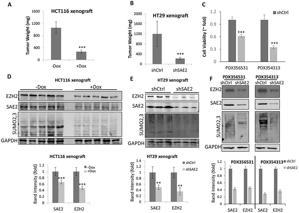 (A) Nude mice were xenografted with HCT116 cells transduced with Dox-inducible SAE2 shRNA by subcutaneous injection. Recipient animals were treated with (+Dox) or without (-Dox) Dox and tumor weight was measured after 16 days. (B) NSG mice were xenografted with HT29 cells transduced with SAE2-targeting shRNA lentivirus (shSAE2) or control shRNA (shCtrl) and tumor weight was measured after 35 days. (C) Two different colorectal PDX tissues, PDX356531 and PDX354313, were cultured and transduced with lentivirus containing SAE2-targeting shRNA (shSAE2) or control shRNA (shCtrl). Cell viability was determined after 72 h. SAE2 and EZH2 levels and SUMO2,3 modifications in tumor tissue from HCT116 xenografts (D) or HT29 xenografts (E) were determined using western blot (top) and quantified using Image J (bottom). (F) PDX356531 and PDX354313 cells with SAE2-targeting shRNA lentivirus (shSAE2) or control shRNA (shCtrl) were harvested after 72 h, then SAE2 and EZH2 levels and SUMO-2,3 modifications were determined using western blot (top) and quantified (bottom). GAPDH was used as a loading control. Estimated variation is indicated as SD, p values were derived using a two-tailed Student’s t-test. * p < 0.05, ** p < 0.01, *** p < 0.001.