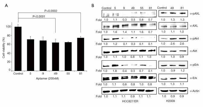Effects of aptamers in lung cancer cell lines. (A) Cell viability after the treatment of aptamers that selectively bind to AXL receptors in HCC827/ER cells. Cell viability was measured after 72-hr treatment of each aptamer in the concentration of 200 nM. Cell viability was measured using the CCK-8 assay. Results are representative of at least 3 independent experiments, and the error bars signify standard deviations (± SD). (B) Immunoblot analysis of AXL, phospho-AXL, Akt, phospho-Akt, Erk, and phospho-Erk. HCC827/ER and H2009 cells were treated with each aptamers (200 nM) for 72 hrs. Actin serves as a loading control.