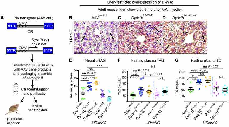 ( A ) Schematic representation of generation of AAV8 for increasing Dyrk1b levels in the mouse liver. ( B – E ) Oil Red O (ORO) staining, counterstained with hematoxylin ( B – D ) and total hepatic TAG ( E ) in the designated mice on CD after 6-hour fast; n > 6 each, 1-way ANOVA, Tukey’s post hoc test. Arrows in B – D indicate neutral lipid staining. ( F ) Fasting plasma TAG of the indicated mice on CD after 6-hour fast; n > 6 mice each, 1-way ANOVA, Tukey’s post hoc test. ( G ) Fasting TC on CD after 6-hour fast; n > 5 mice each, 1-way ANOVA, Tukey’s post hoc test.* P ≤ 0.05, ** P ≤ 0.01, *** P ≤ 0.001. Scale bar: 150 μm.