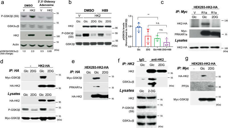 a Immunoblot showing GSK3β phosphorylation following HK2 expression in MI5-4 cells in the presence of the adenylate cyclase inhibitor 2’5’-dideoxyadenosine 200 μM for 6 h. Similar results obtained in two independent experiments. b GSK3β phosphorylation following HK2 expression in MI5-4 cells in the presence of the PKA inhibitor H89. Cells were pretreated with either DMSO or H89 (10 μM) for 2 h and then exposed to 10 mM glucose (Glc) or 2 DG for another 2 h in the presence of either DMSO or H89 (left panel: representative immunoblot; right panel: quantification of pGSK3β/GSK3β). Results are the mean ± SEM of three independent experiments. ** p = 0.008, n.s. = 0.1215; one-way ANOVA was used to calculate significance. c After transfection of control myc-tagged vector (V) or myc-tagged PRKAR1a (R1a) or control myc-vector plasmid into HEK293 cells stably expressing HA-tagged HK2 (HEK293-HK2-HA), cells were incubated in glucose-free medium in the presence of 10 mM glucose (Glc) or 2-DG. After 2 h, cells were lysed for immunoprecipitation with anti-myc antibody, followed by immunoblotting using anti-HA and anti-myc-HRP antibody. Total lysates immunoblotted using anti-HA antibody. Similar results obtained in two independent experiments. d Control or HEK293-HK2-HA cells were transfected with myc-GSK3β expression vector. Cells were treated, and lysed for immunoprecipitation as in c . Total lysates immunoblotted using anti-p-GSK3β, anti-myc-HRP, and anti-HA antibodies. Similar results obtained in two independent experiments. e After transfection of myc-GSK3β into HEK293-HK2-HA cells, cells were incubated in glucose-free medium in the presence of 10 mM glucose (Glc) or 2-DG. After 2 h, cells were lysed for immunoprecipitation with anti-HA antibody, followed by immunoblotting using anti-myc-HRP antibody and anti-PRKAR1a antibody. First lane shows control untransfected cells. Similar results obtained in two independent experiments. f HEK293 cells were incubated in glucose-free medium in the presence of 10 mM glucose (Glc) or 2-DG. After 2 h, cells were lysed for immunoprecipitation. Endogenous HK2 was immunoprecipitated with anti-HK2 and subjected to immunoblotting with anti-HK2 and anti-GSK3α/β. Similar results obtained in two experiments. g The experiment was performed as described in d , except that after immunoprecipitation with anti-myc, immunoblotting was performed with anti-PP2A. Similar results in two experiments. Uncropped blots are provided as a supplementary Fig. . Source data are provided as a Source Data file.