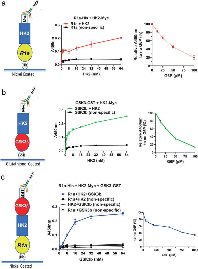 a Nickel-coated 96-well plates were incubated overnight at 4 °C with His-PRKAR1a (50 nM) and then incubated with Myc-HK2 (0.25–64 nM) in blocking buffer or with blocking buffer without HK2. HK2 binding was detected and quantified with anti-Myc-HRP-conjugated antibody, and an HRP-catalyzed reaction with a chromogenic substrate solution. Left panel shows generated binding curves. Curves were fitted based on a one-site-binding model in GraphPad Prism followed by a comparison of fits with p < 0.0001. Right panel: binding curve after increasing concentrations of G6P. Binding was conducted as above except that Myc-HK2 (32 nM) was incubated for 2 h. Thirty minutes before the end of Myc-HK2 incubation, increasing concentrations of G6P were added to the wells and detection was carried out as above. Results are the mean ± SEM of three independent experiments. p < 0.0001 one-way ANOVA. b Glutathione-coated 96-well plates were incubated overnight at 4 °C with GST-GSK3β (50 nM) and then incubated with or without Myc-HK2 (0.25–64 nM). Binding was quantified in a . Left panel: binding curves were generated as in a (comparison of fits with p < 0.0001). Right panel: binding curve after increasing concentrations of G6P as described in a . Results are the mean ± SEM of three independent experiments. p < 0.0001 one-way ANOVA. c Nickel-coated 96-well plates were incubated overnight at 4 °C with His-PRKAR1a (50 nM) or with blocking buffer in the absence of PRKAR1a, and then incubated with Myc-HK2 (32 nM) in blocking buffer or with blocking buffer without HK2 for 2 h. GST-GSK3β or blocking buffer without GSK3β was then added for 2 h. GSK3β binding was detected with anti-GST-HRP-conjugated antibody, and an HRP-catalyzed reaction with a chromogenic substrate solution. Left panel: binding curves were generated as in a (comparison of fits with p < 0.0001). Right panel: binding curve after increasing concentrations of G6P as described in a . Nickel-coated plates were successively incubated with His-PRKAR1a (50 nM) overnight, HK2-Myc (32 nM) for 2 h and then GST-GSK3β (32 nM) for 2 h. Right panel: results are the mean ± SEM of four independent experiments. panel one-way anova p < 0.0001.