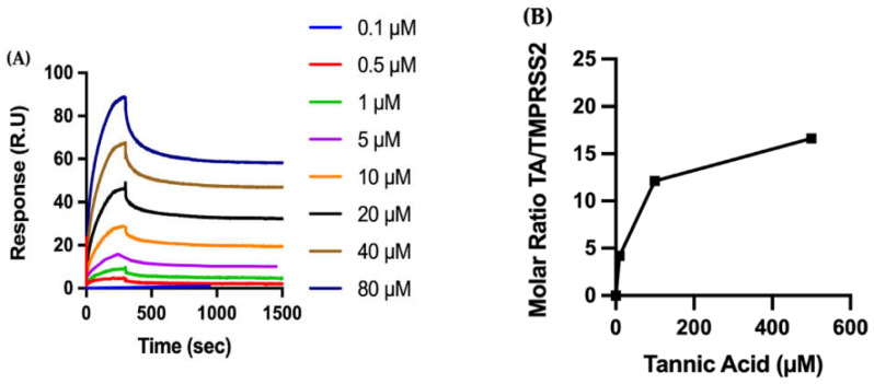 Biophysical characterization of the molecular interactions between TA and TMPRSS2. ( A ) The recombinant protein TMPRSS2 is immobilized on a CM5 sensor chip, and increasing concentrations of TA are injected to evaluate binding kinetics by SPR. ( B ) TMPRSS2 is adsorbed to a gold QCMD sensor, and various concentrations of TA are flowed over the surface for 30 min. TA adsorption is expressed by the dimensionless molar ratio of adsorbed TA to adsorbed TMPRSS2.