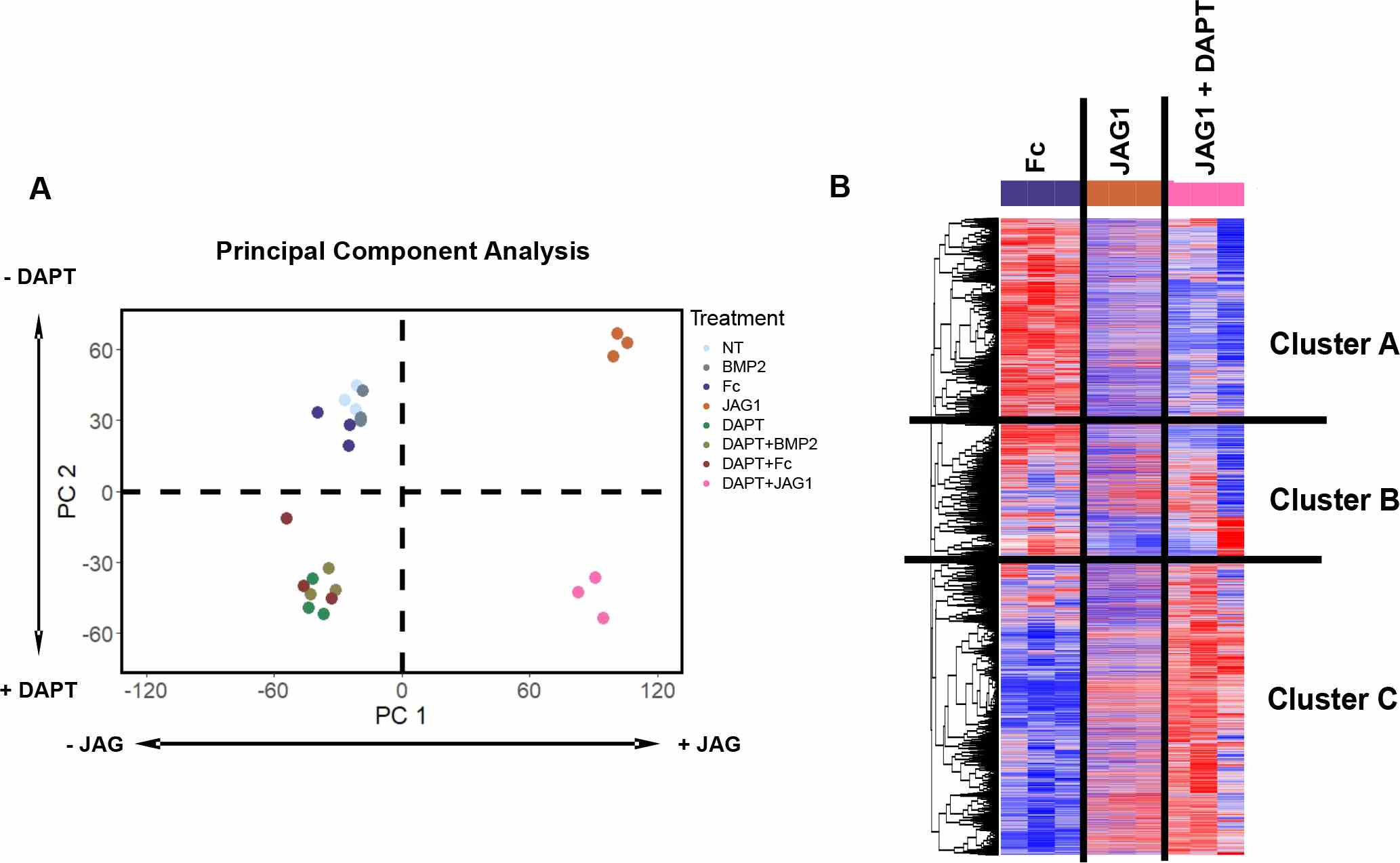 (A) A principal component analysis of all treatments revealed that PC1 distinguished JAG1-treated cells to the right from non-JAG1 treated cells to the left along the horizontal axis. PC2 distinguished cells treated with JAG1 alone towards the top and JAG1 + DAPT treated cells towards the bottom along the vertical axis. (B) Clustering analysis using Pearson correlation-coefficient reveals the heatmap showing distinct gene clusters downstream of different treatments (n = 3). Cluster A and B consists of genes downregulated by JAG1 and Cluster C consists of genes upregulated by JAG1.