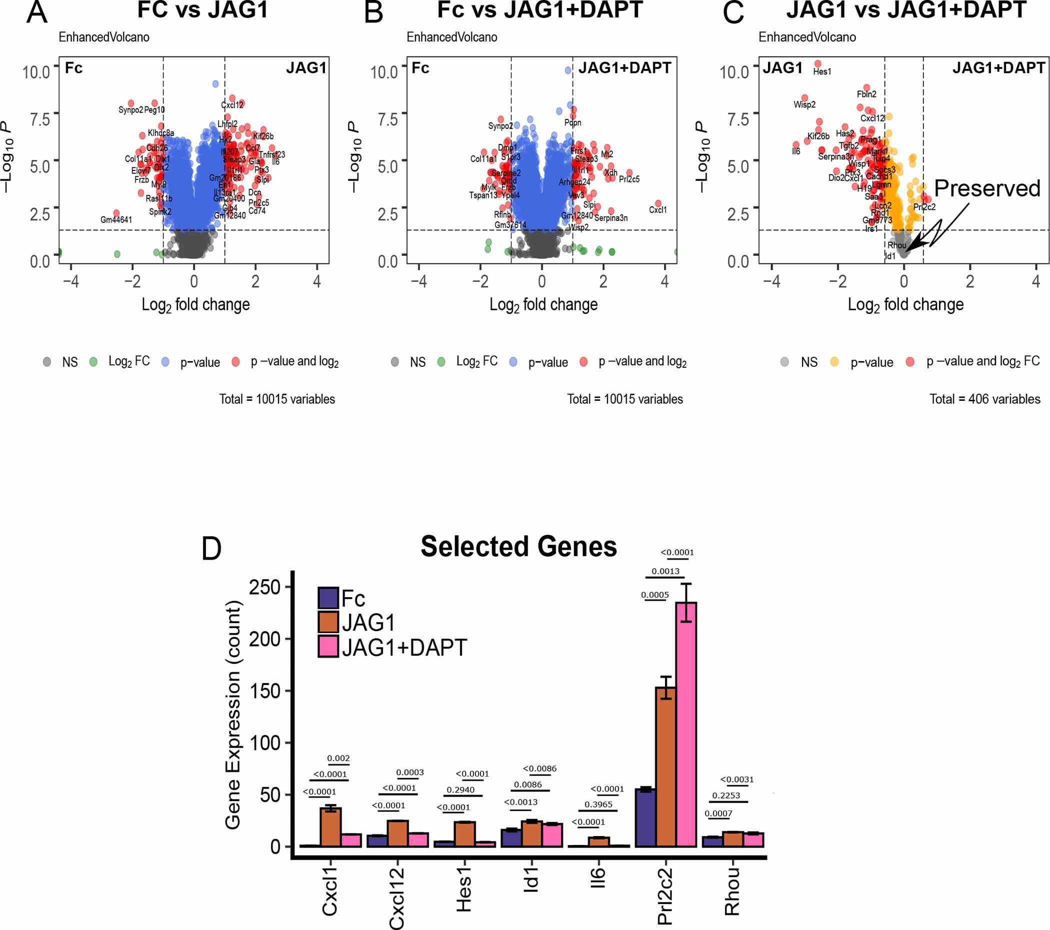 (A-B) Volcano plots of differentially expressed genes in CNC cells that were treated with JAG1-dynabeads complex (5.7 μM) with or without DAPT (15 μM) compared to Fc-dynabeads complex (5.7 μM). (C) Subsequent comparison of the JAG1 and JAG1 + DAPT treatment groups for genes that were significantly upregulated in either group compared to Fc. Plots indicate genes that were down-regulated in response to DAPT (red) or preserved between groups (grey). (D) Comparison between JAG1 treated-samples in the presence and absence of DAPT revealed various distinct genes, like Cxcl1, Cxcl12, Hes1 and Il6 upregulated downstream of JAG1 alone and Prl2c2 upregulated downstream of JAG1 + DAPT along with some conserved genes like Id1 and Rhou. Data were subjected to ANOVA and Tukey’s post-test and are presented as mean (n ≥ 2) ± SD with p values reported.